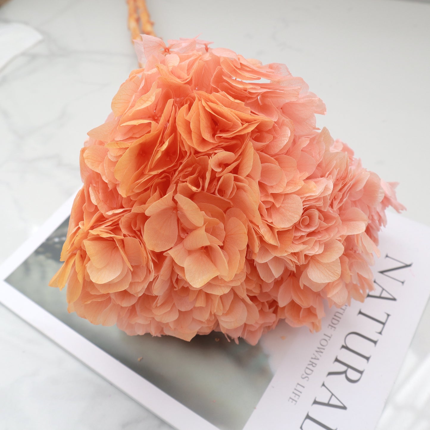 Hydrangea Bigleaf Ombré Pinky Orange
