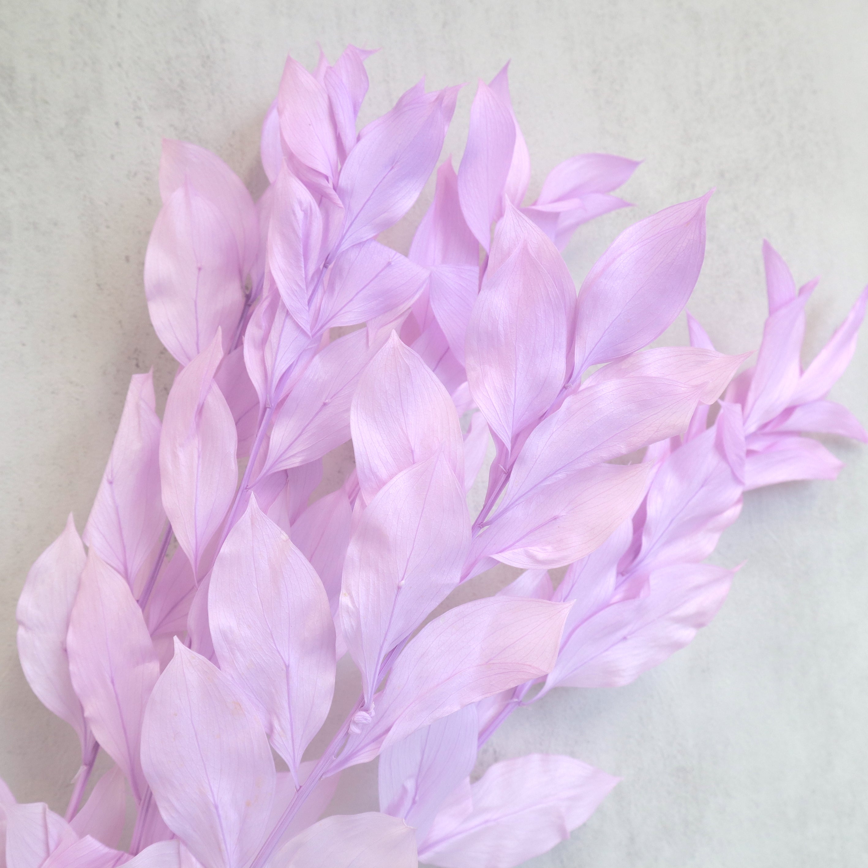 Ruscus Big Leaf Lilac