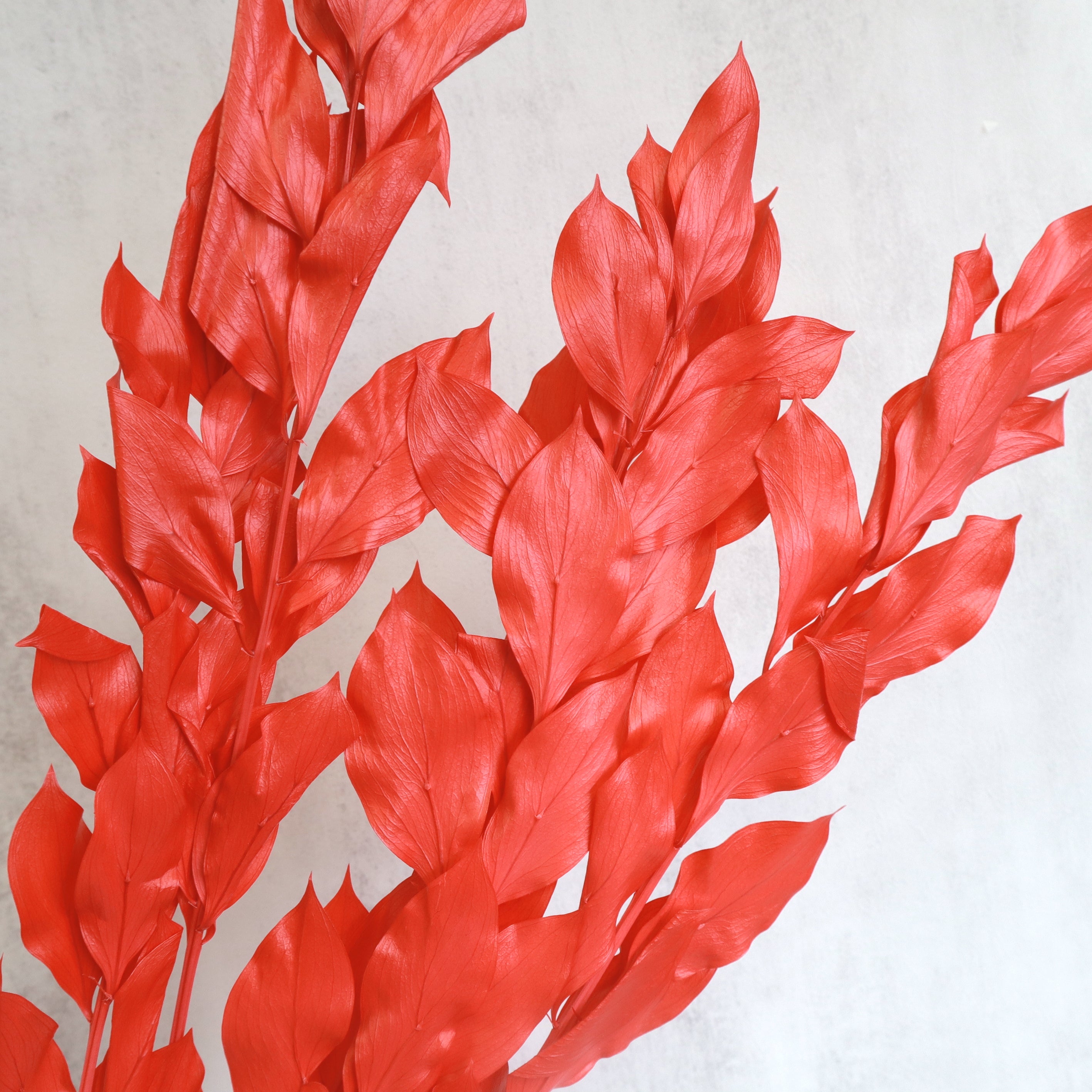 Ruscus Big Leaf Red
