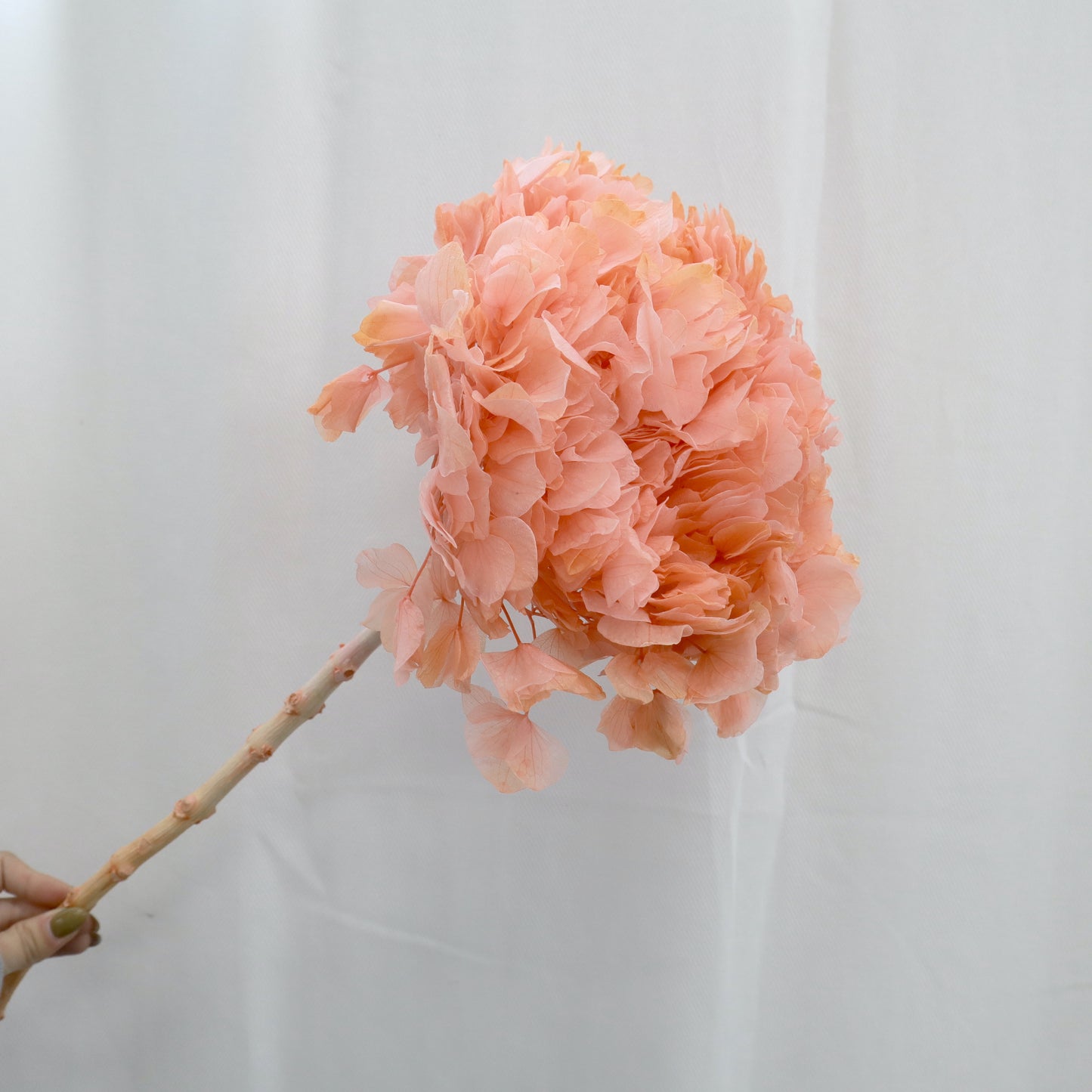 Hydrangea Bigleaf Ombré Pinky Orange