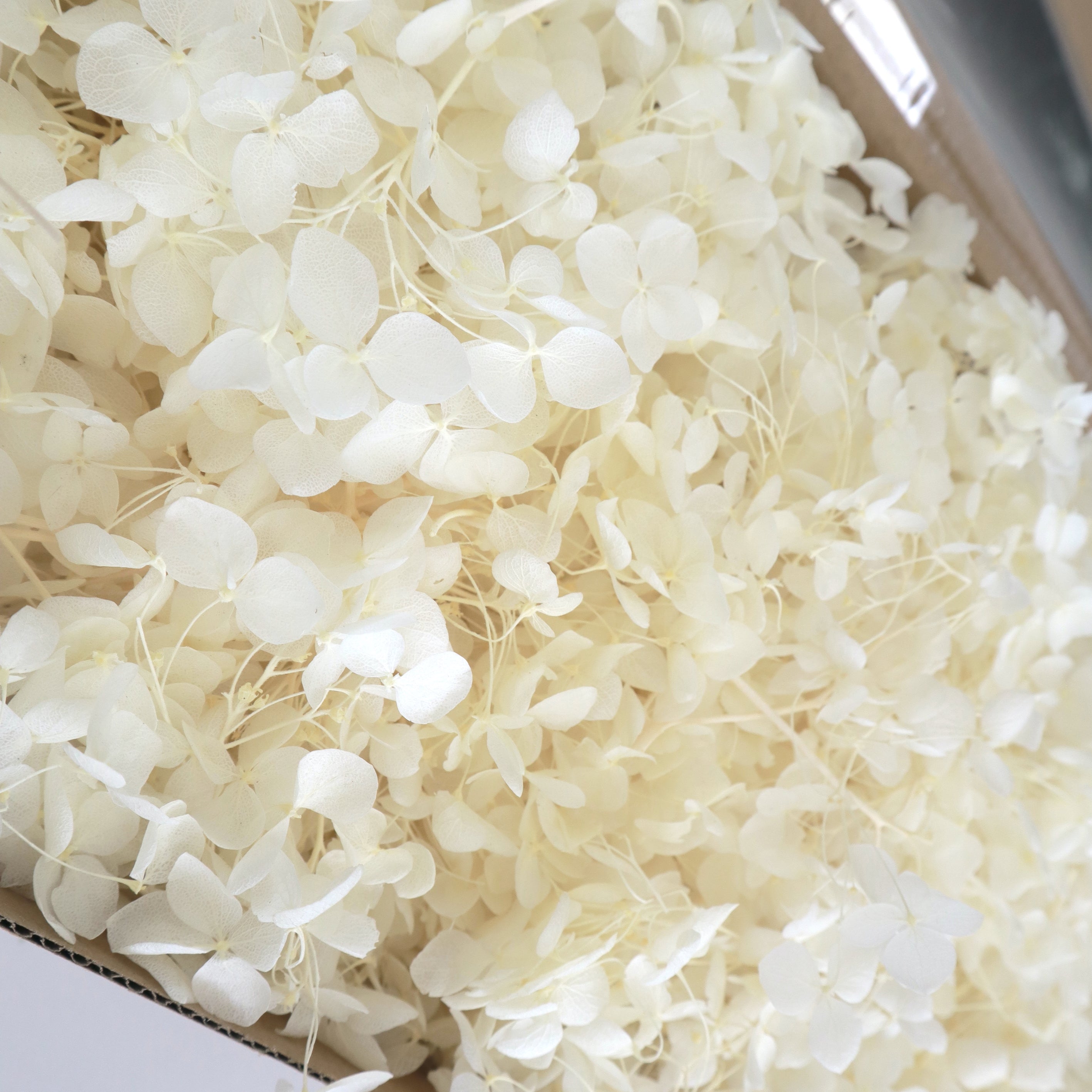 Annabelle Hydrangea 100g Bag Creamy White