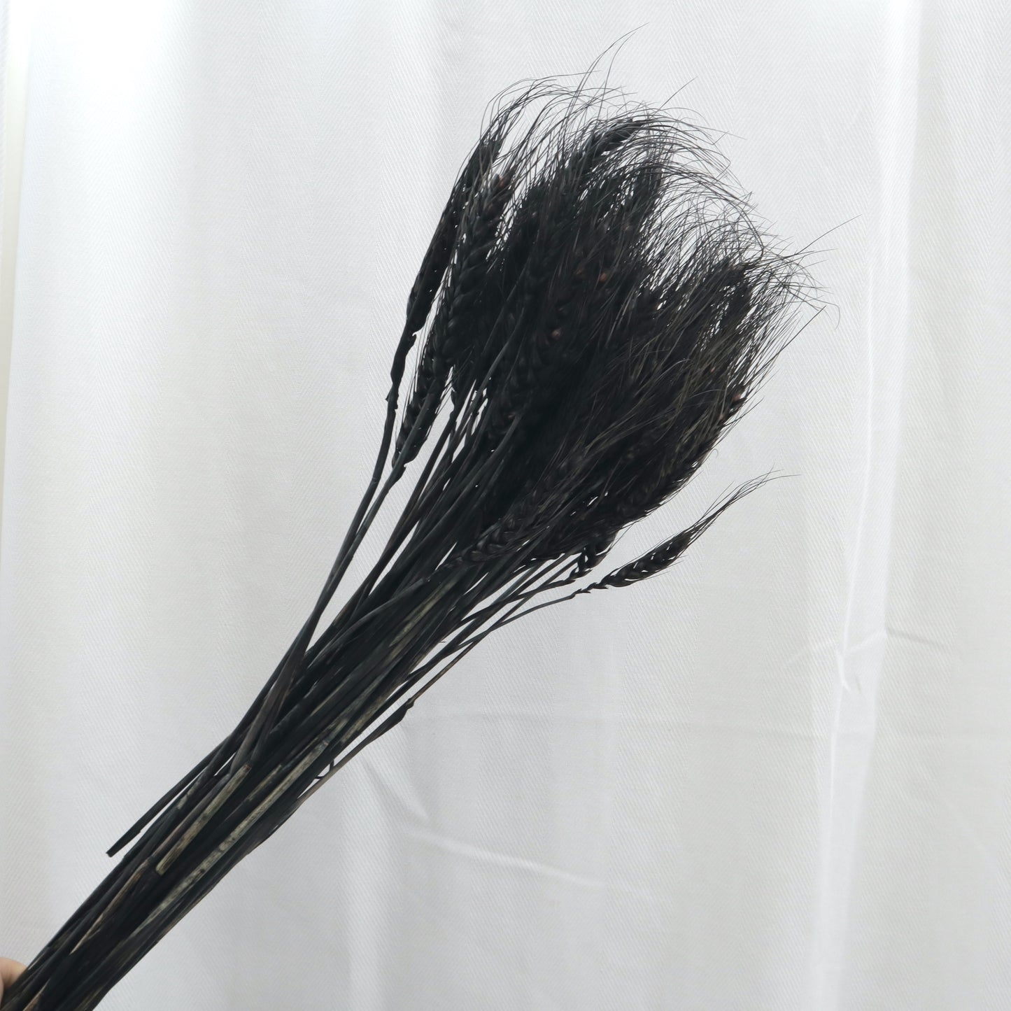 Dried Wheat Black