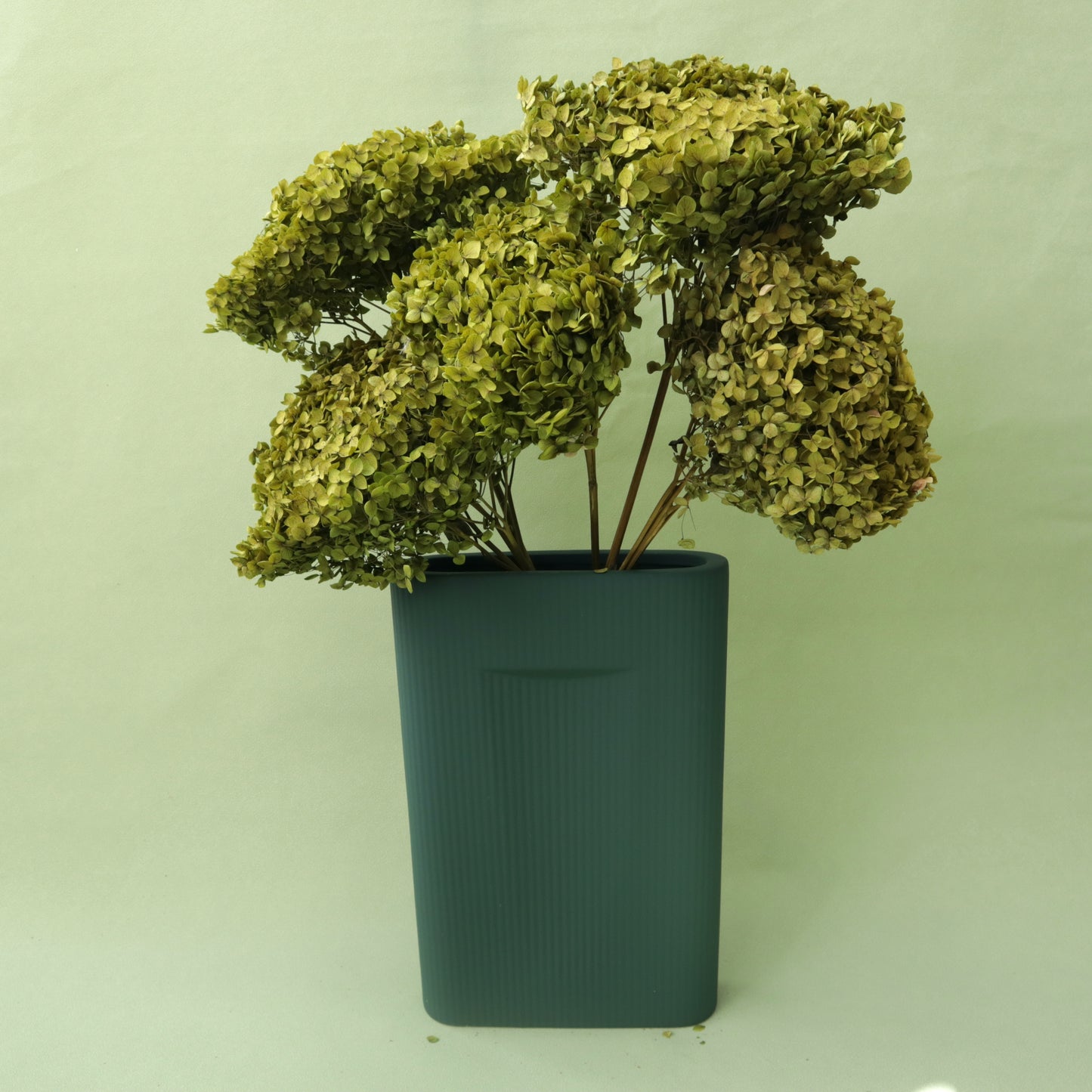 40 Stems of Hydrangea Olive Green