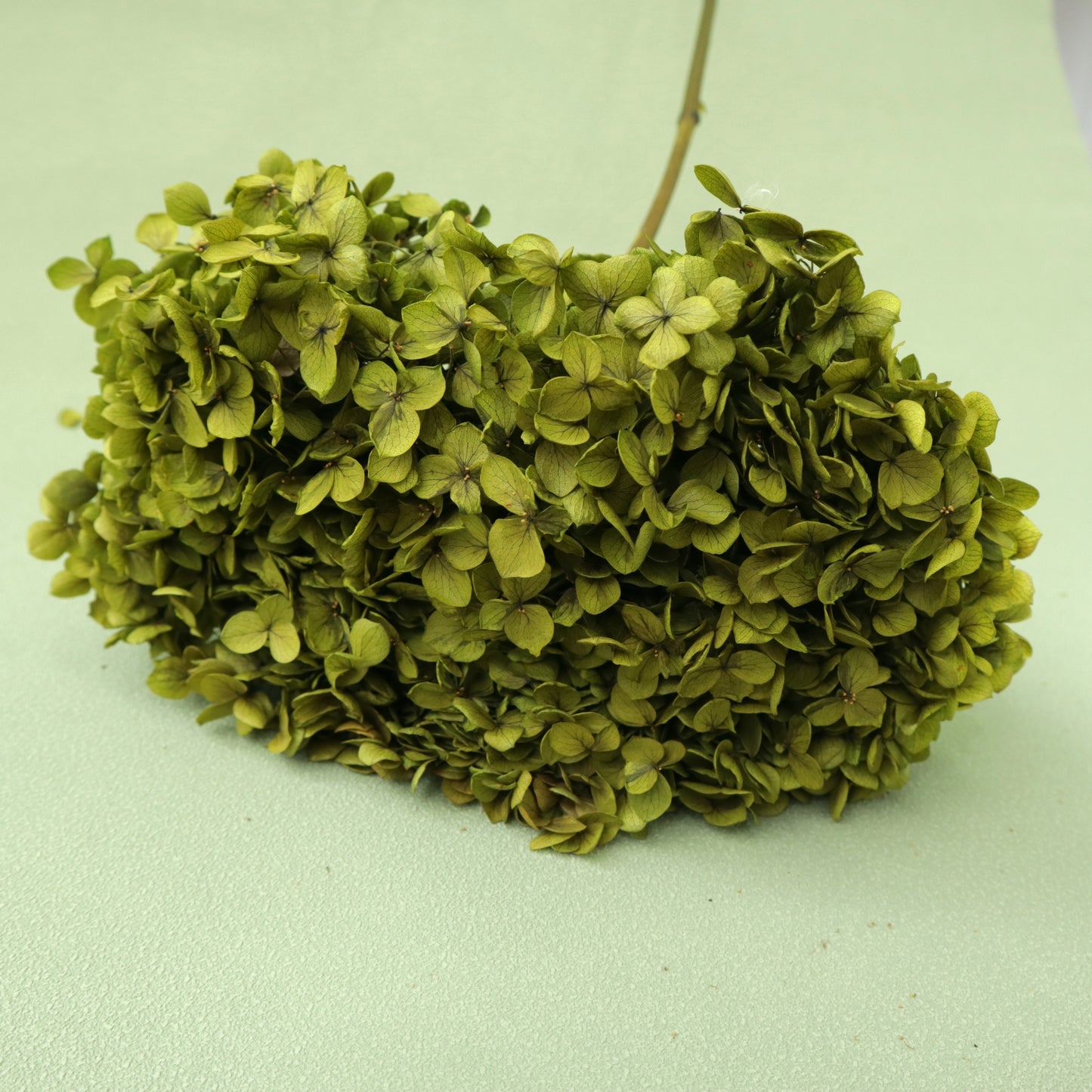 40 Stems of Hydrangea Olive Green
