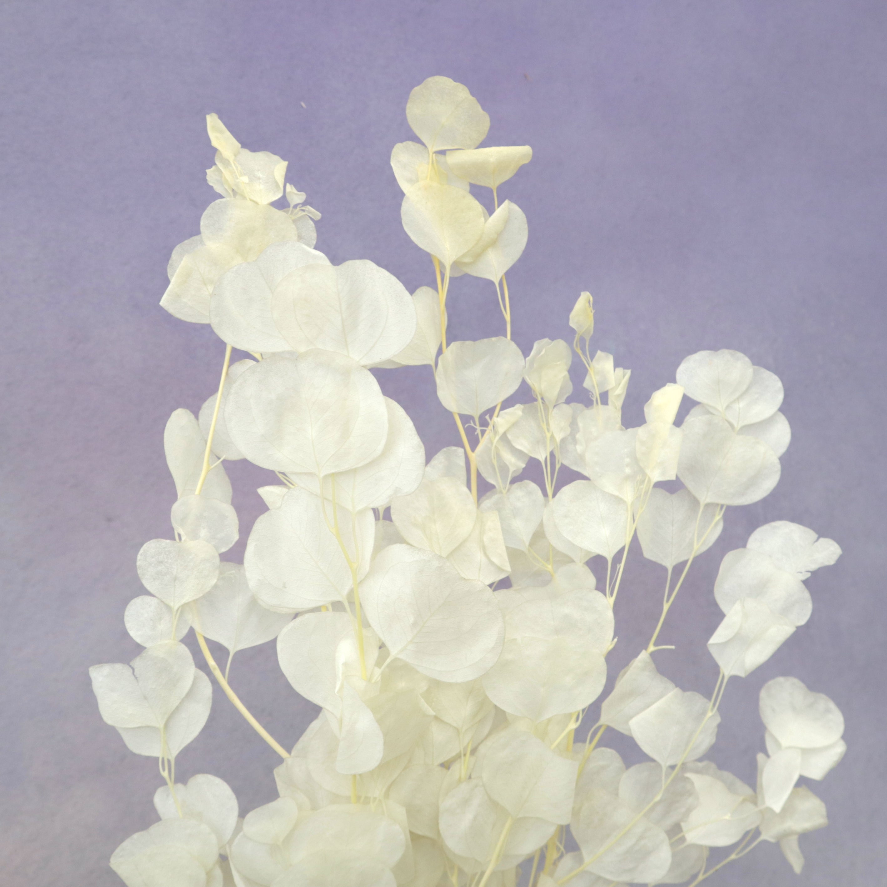 Poly Gum Creamy White