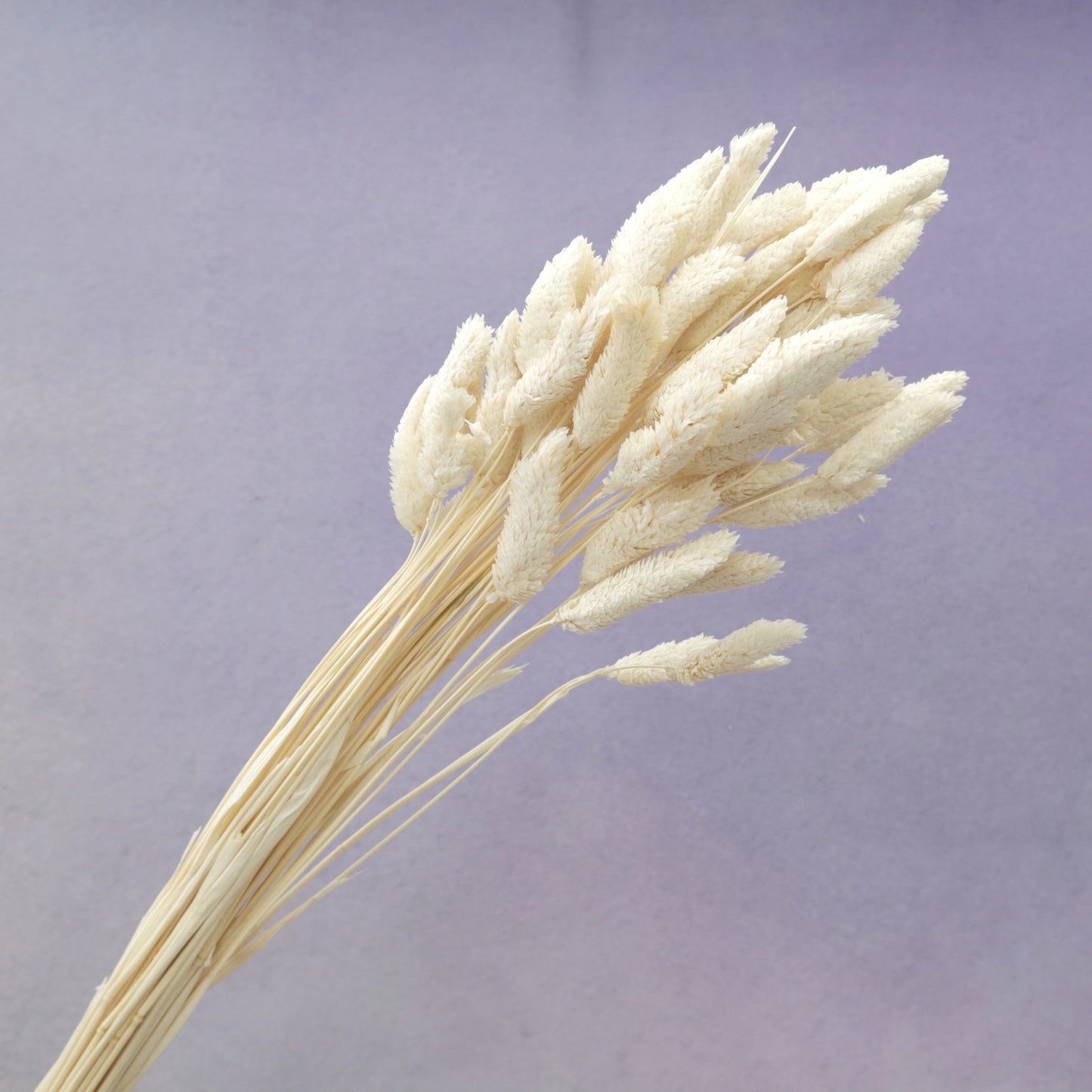 Gem Grass White