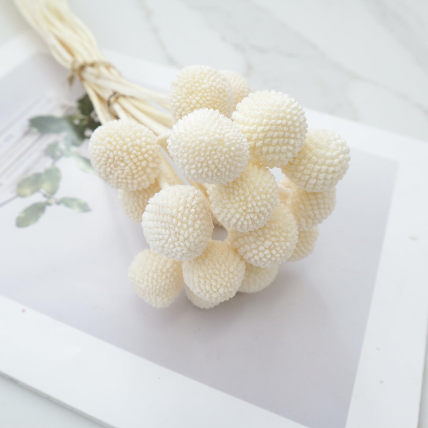 Billy Button Creamy White