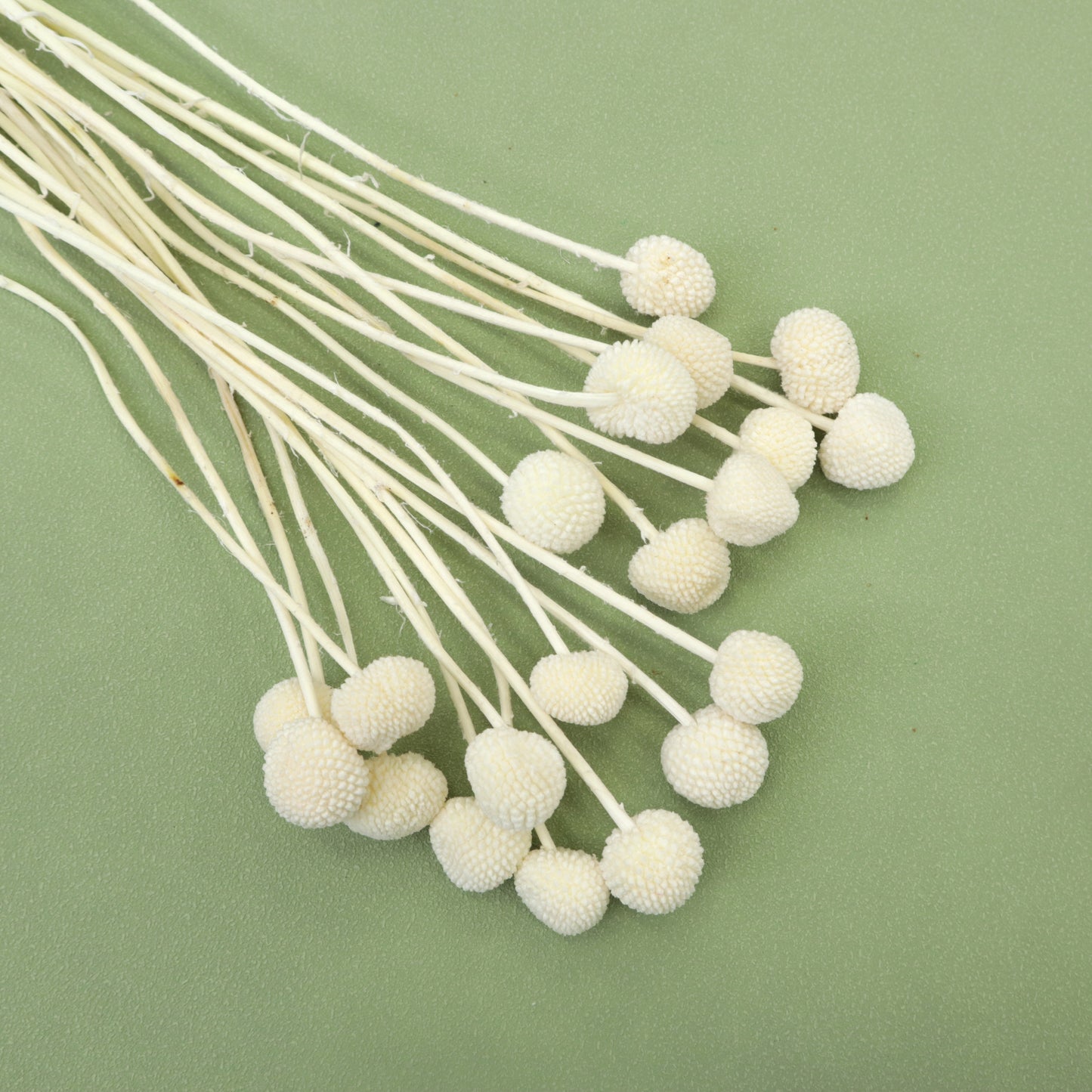 Billy Button Creamy White