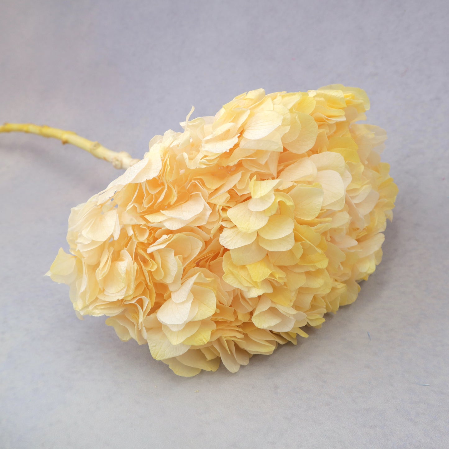 Hydrangea Bigleaf Ombré Yellow