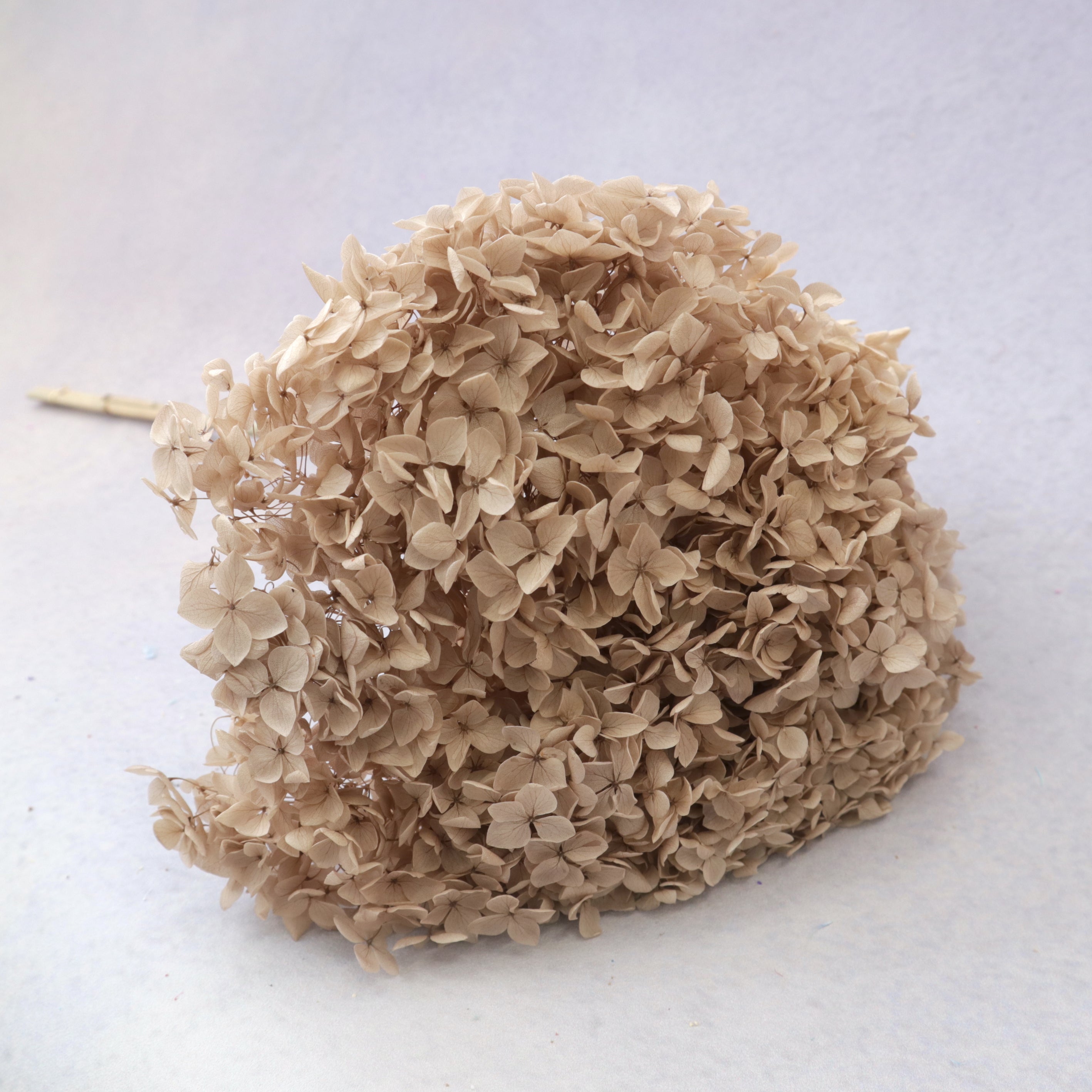 Annabelle Hydrangea Nude