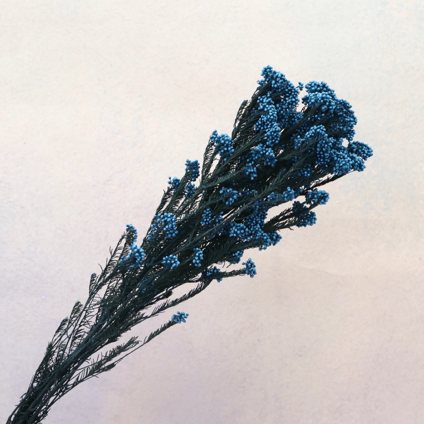 Rice Flower Navy