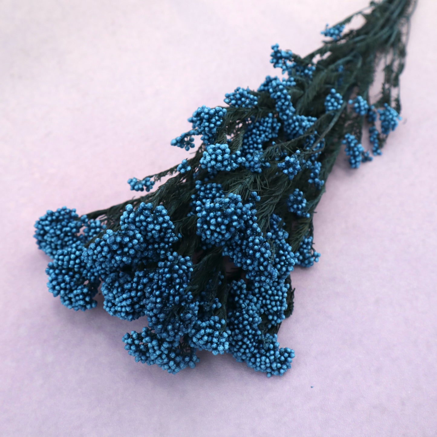 Rice Flower Navy