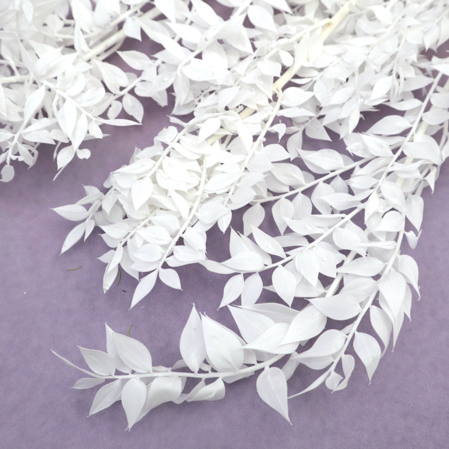 Italian Ruscus White