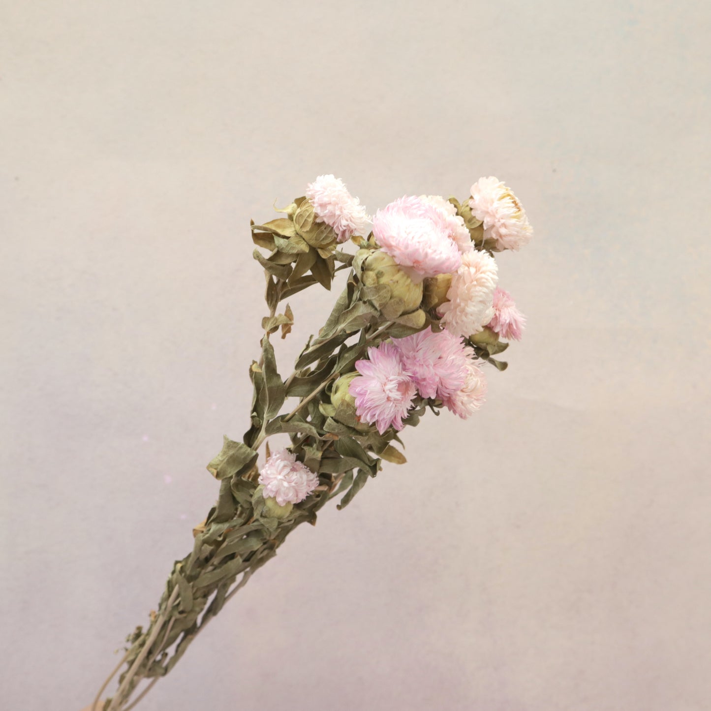 Strawflowers Pink