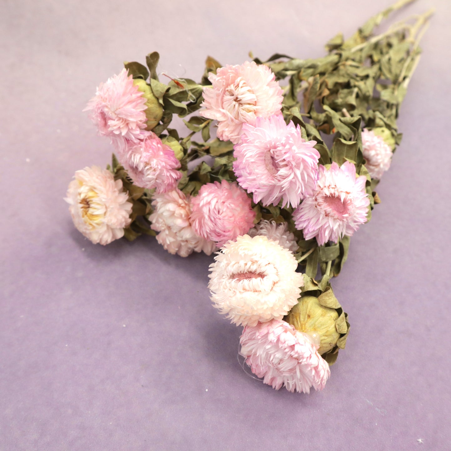 Strawflowers Pink
