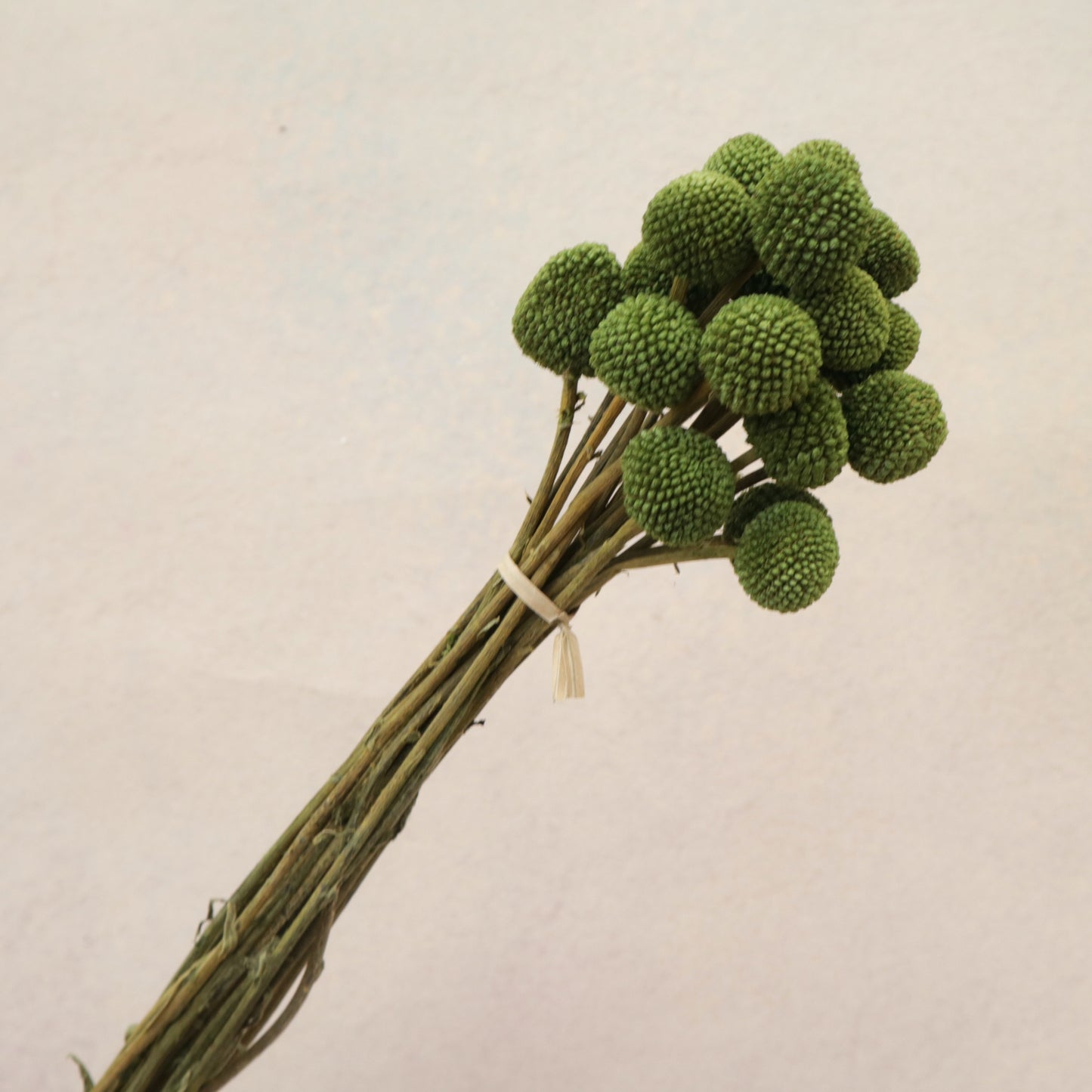 Billy Button Olive Green