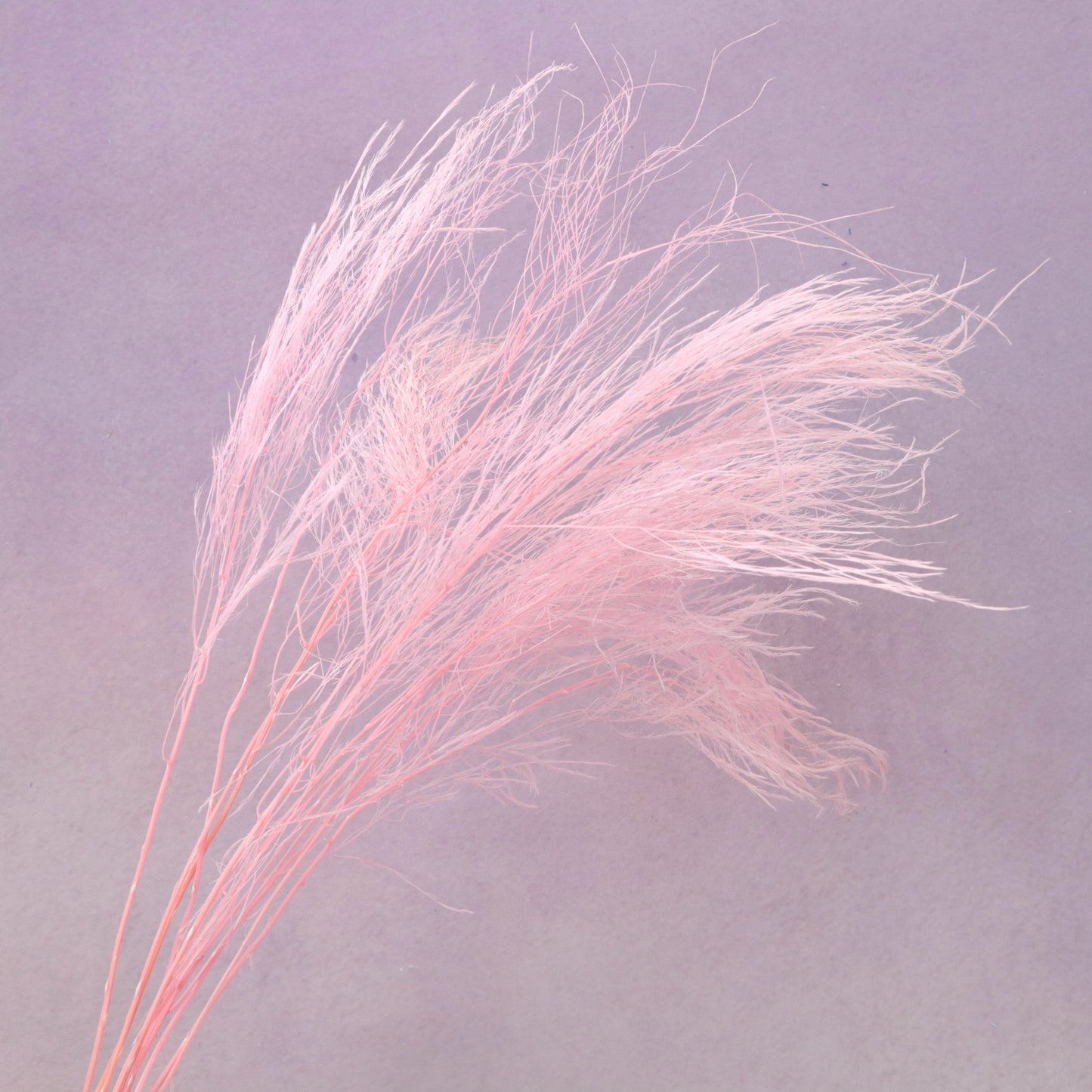 Tiki Fern Pink