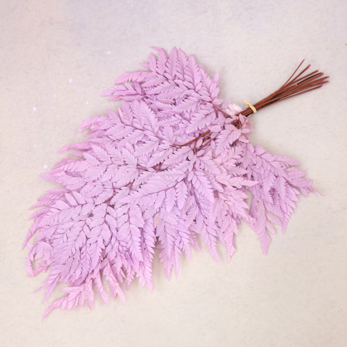 Leather Fern Small Orchid