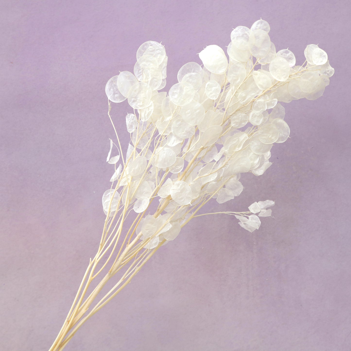 Honesty (Lunaria Annua) White