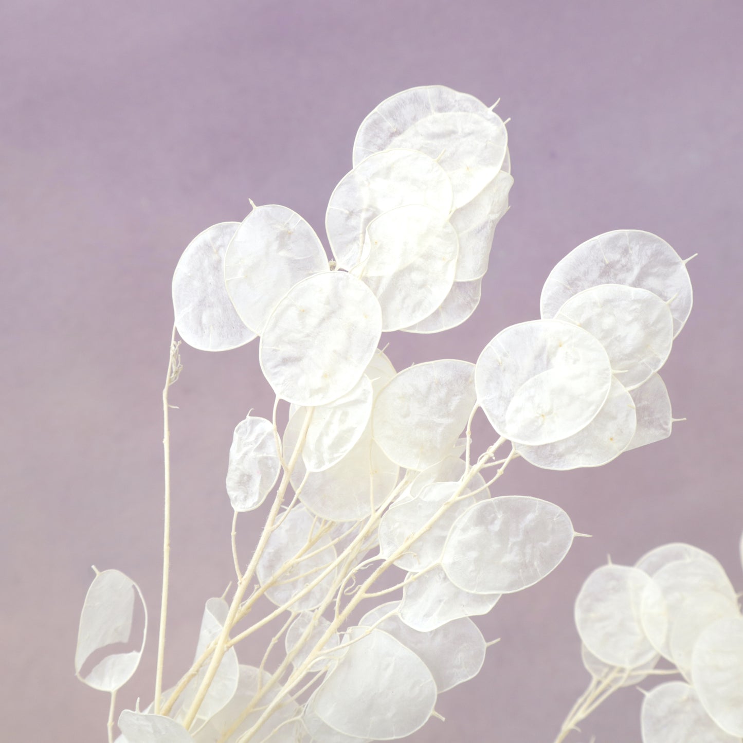 Honesty (Lunaria Annua) White