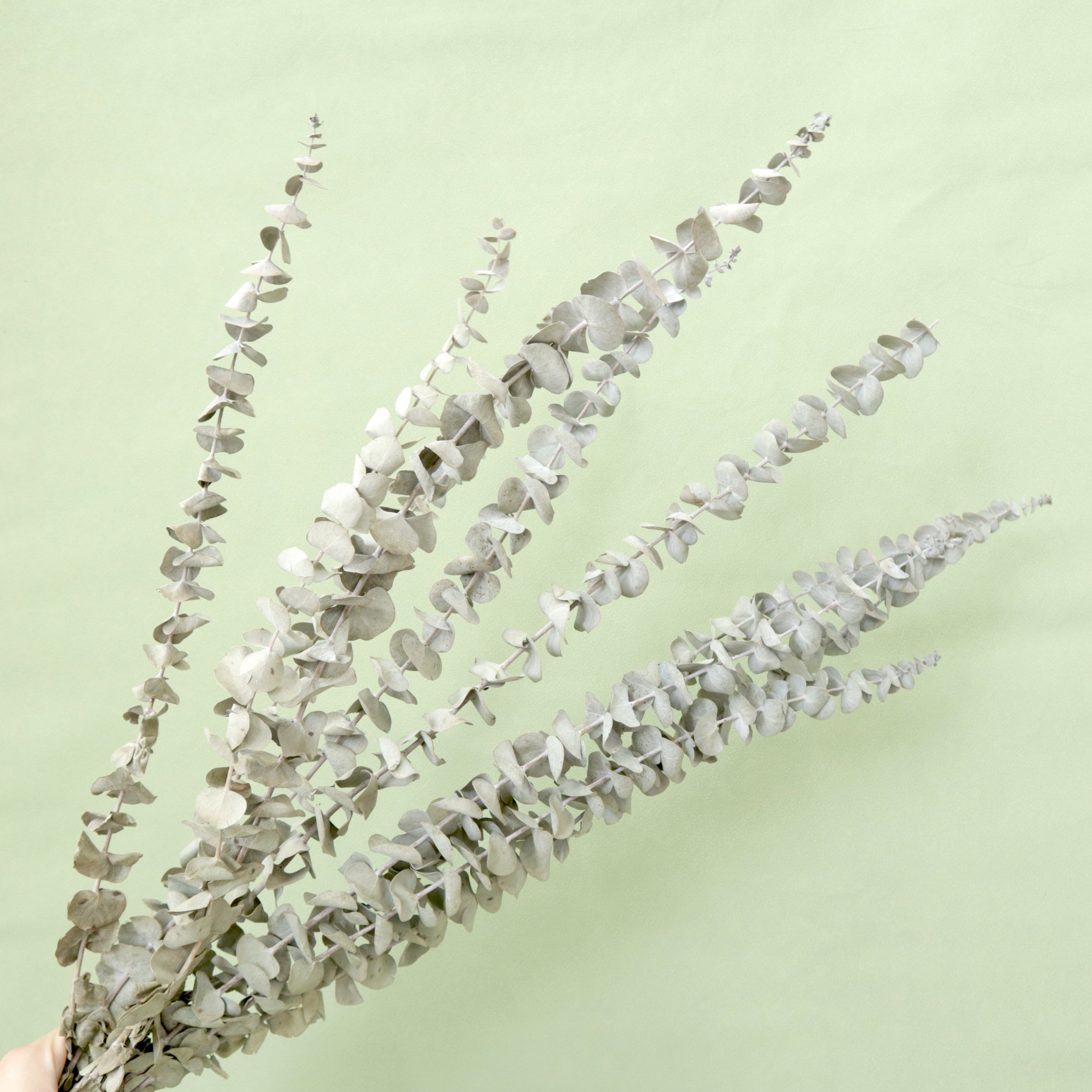 Dollar Gum Natural Dried