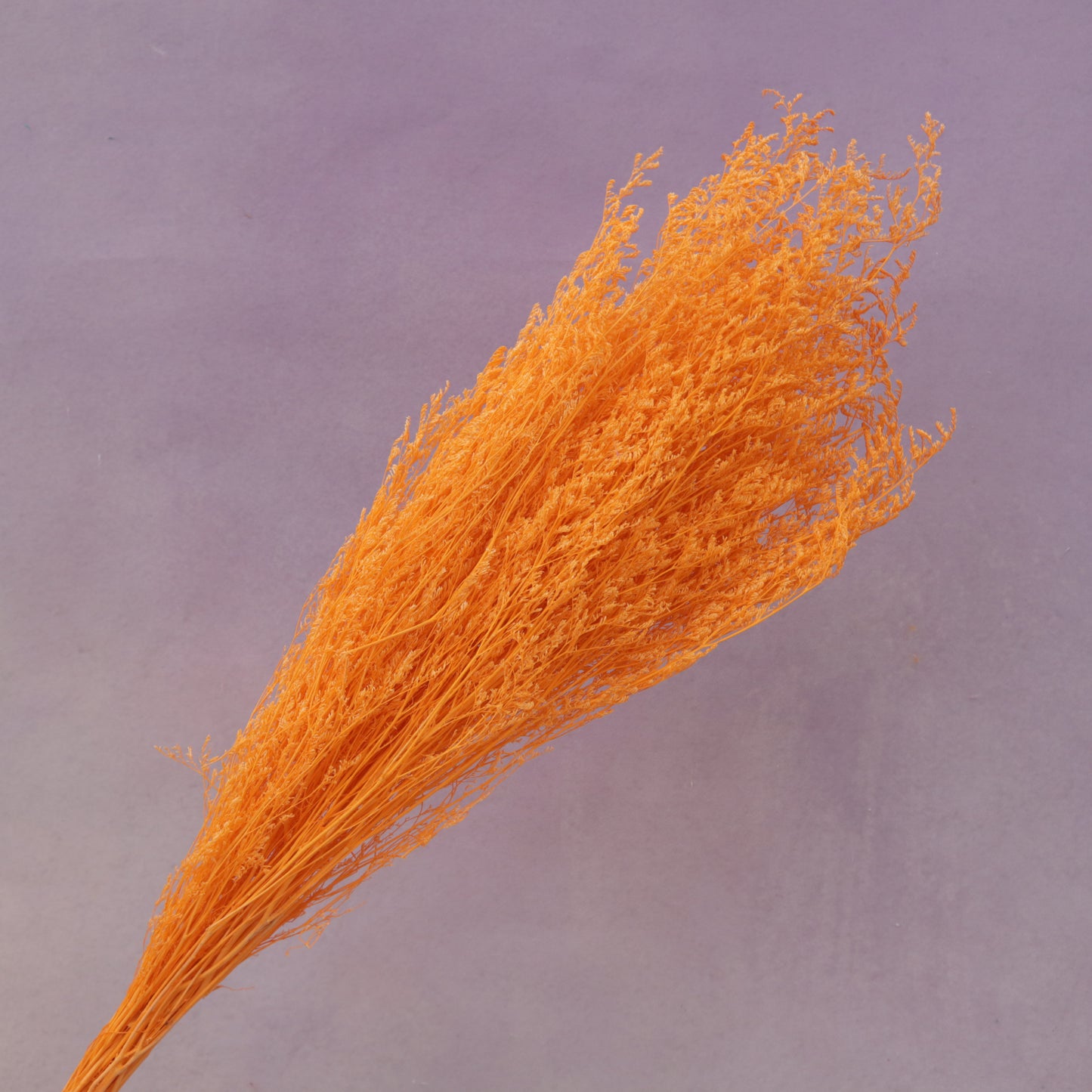 Misty Bleached Orange
