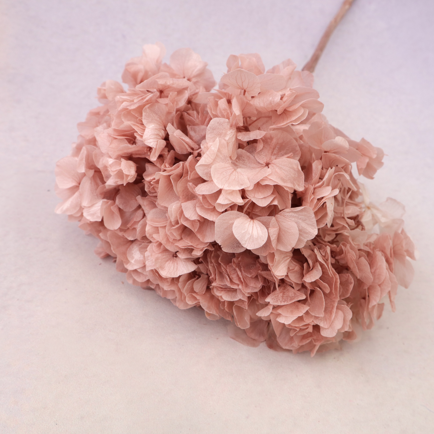 Hydrangea Bigleaf Dusty Pink
