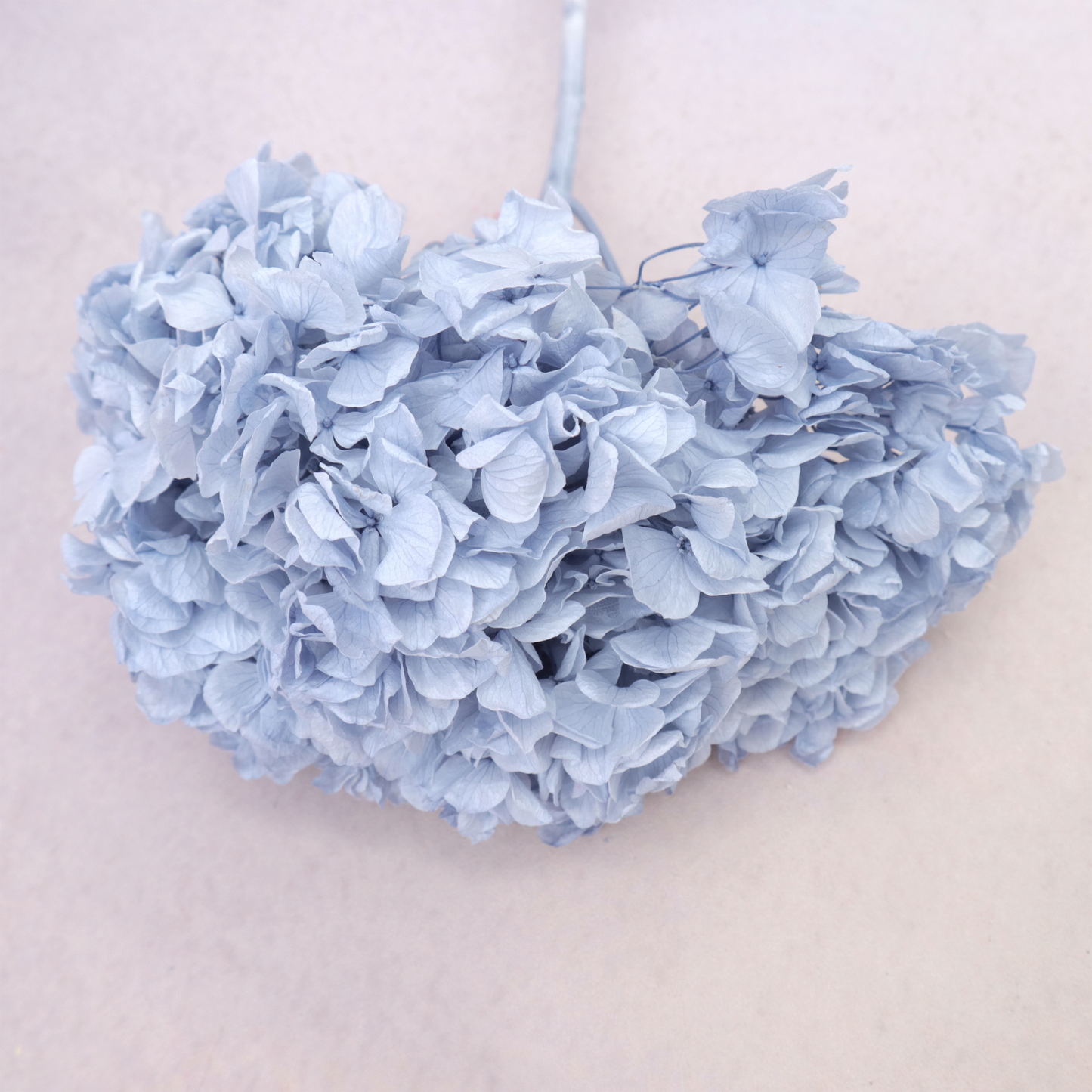 Hydrangea Bigleaf Dusty Blue