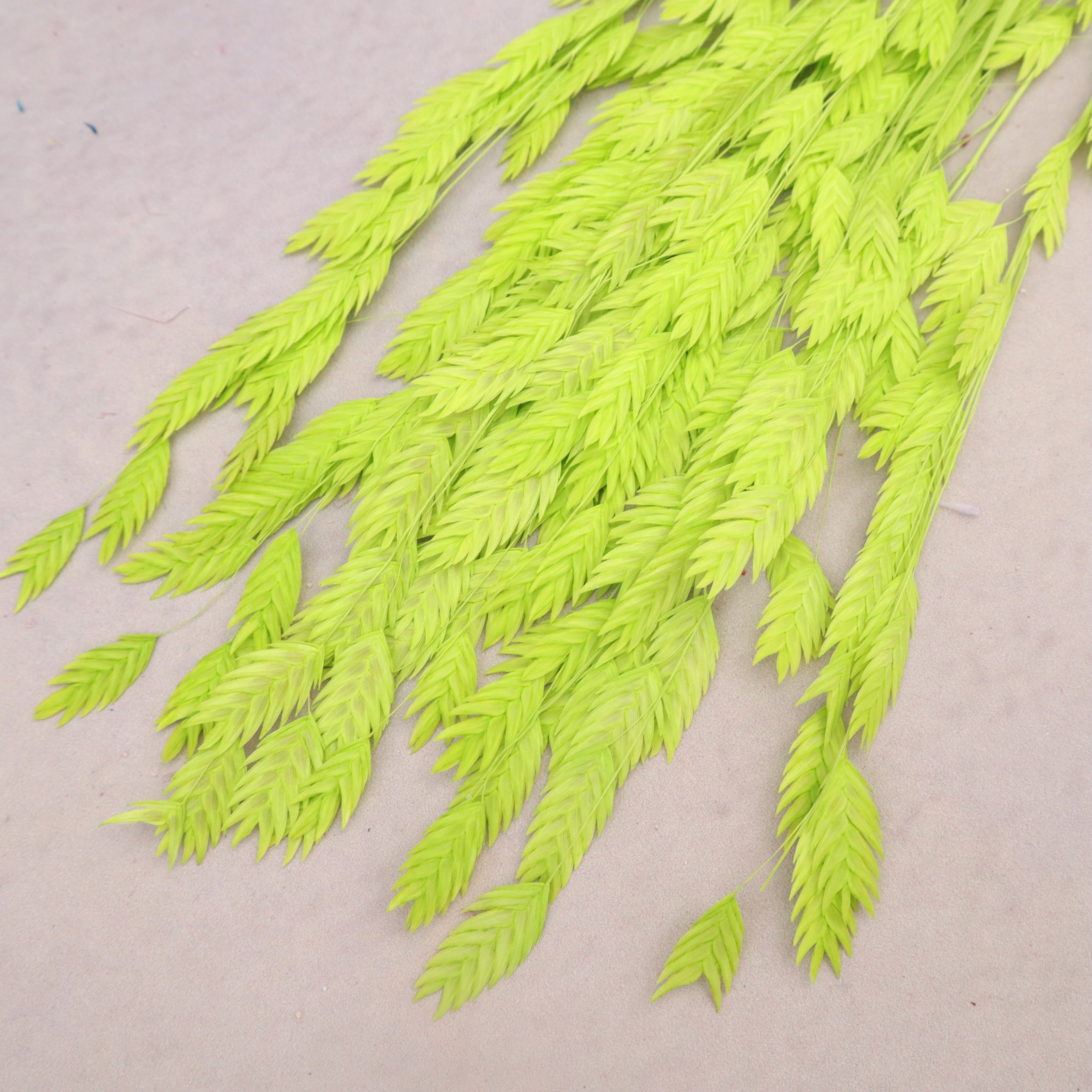 Sea Oats Lime Green