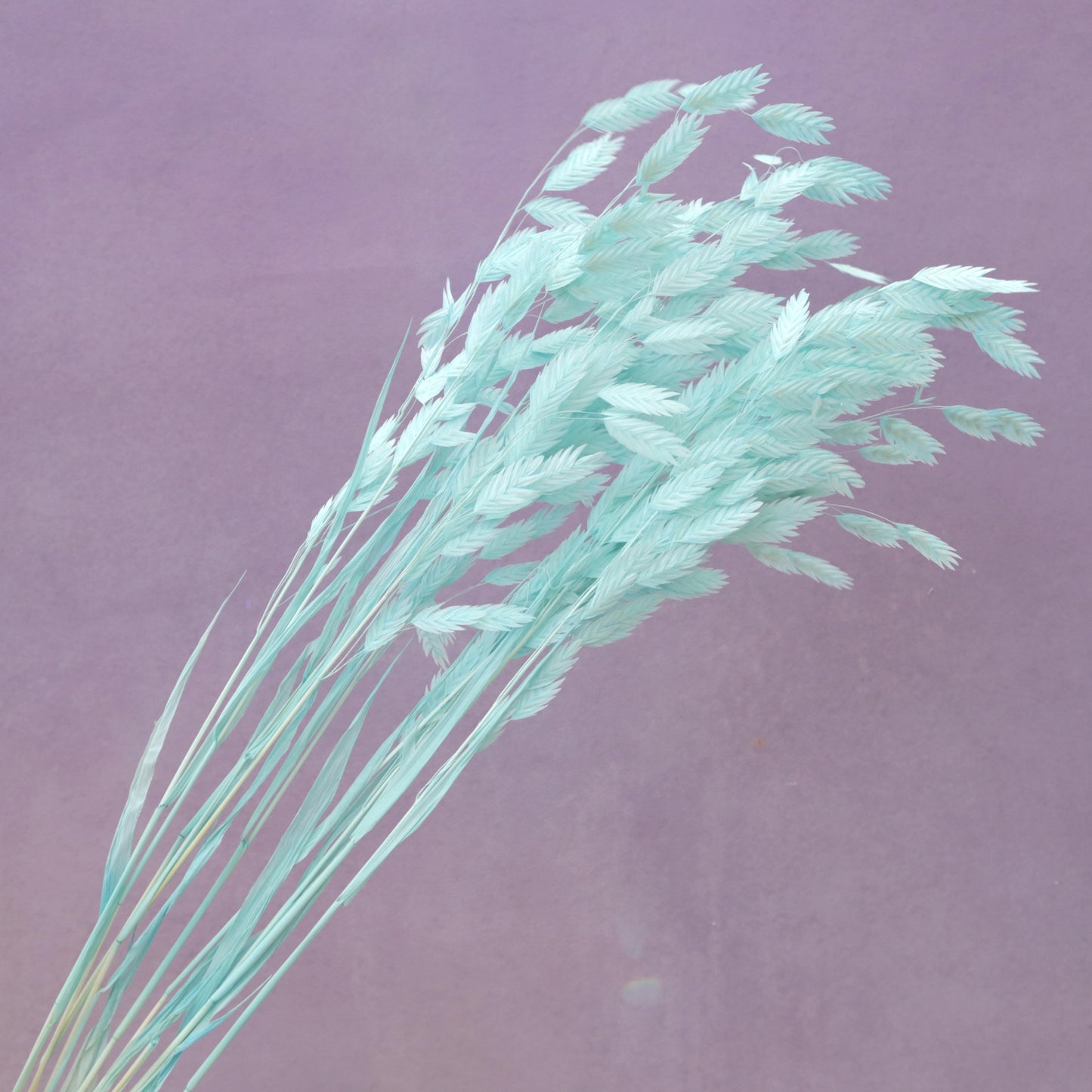 Sea Oats Turquoise