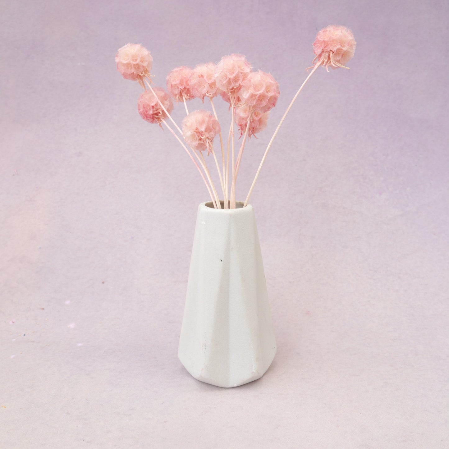 Scabiosa Baby Pink