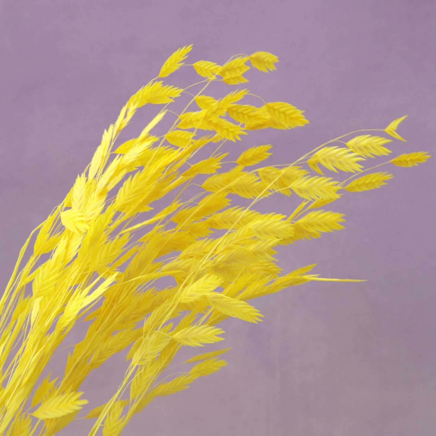 Sea Oats Yellow