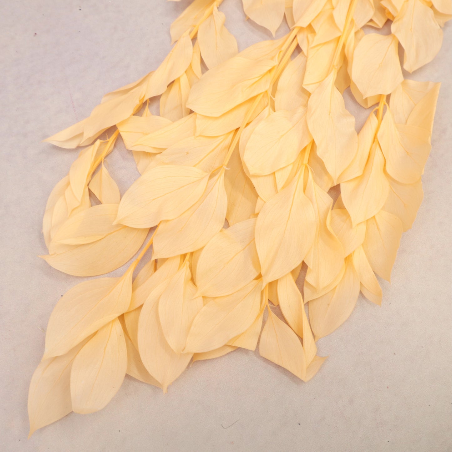 Ruscus Big Leaf Peach