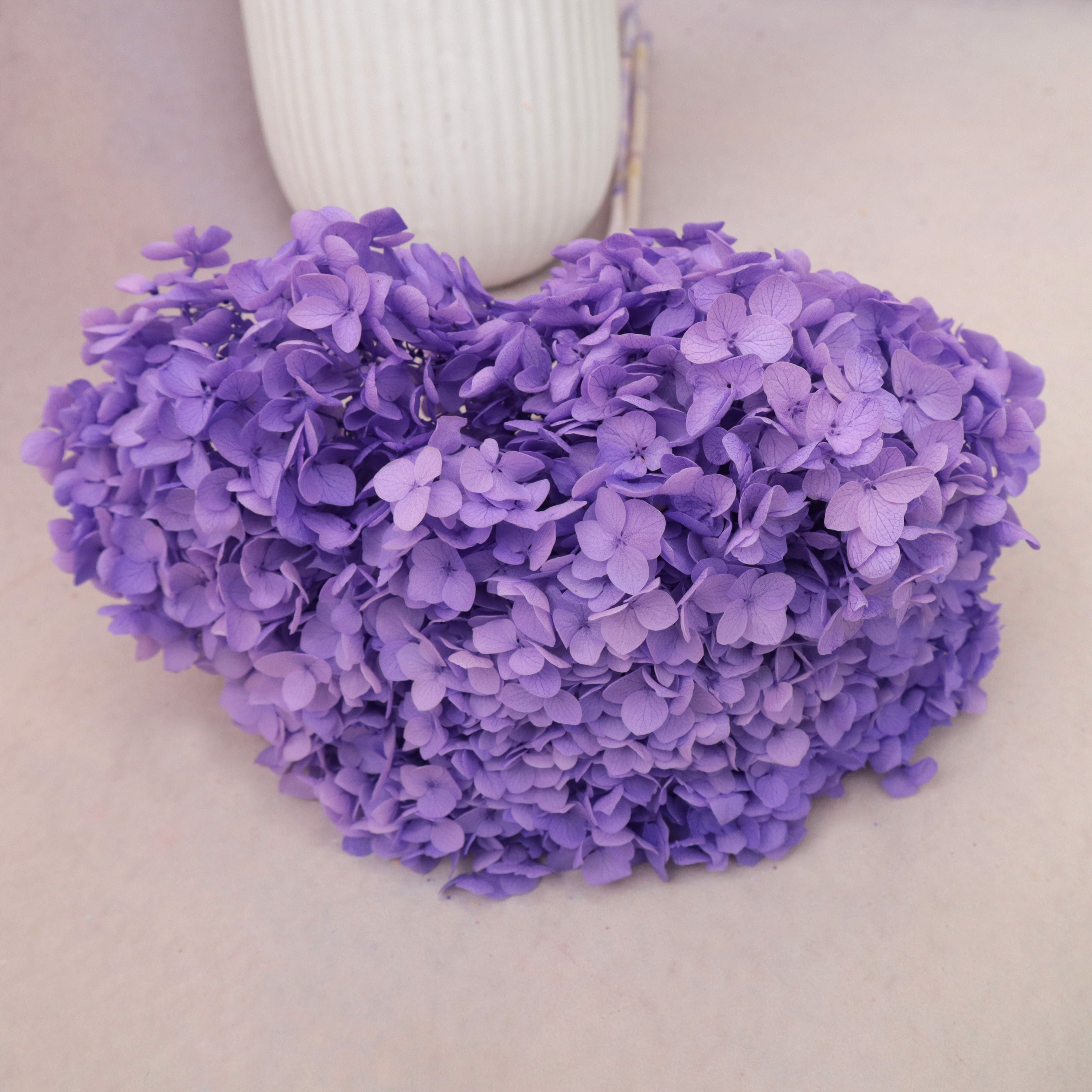 Annabelle Hydrangea Orchid Purple