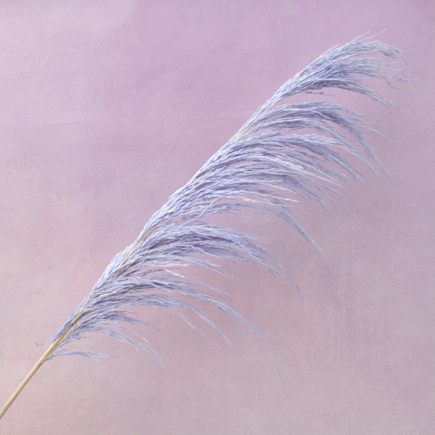 One Side Hanging Pampas Purple