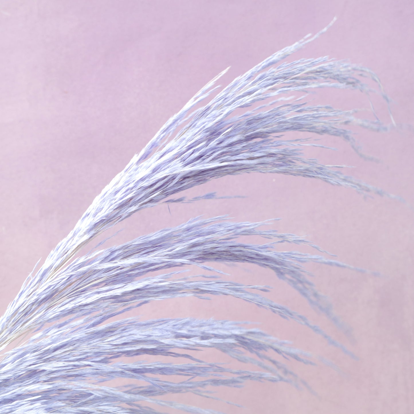 One Side Hanging Pampas Purple