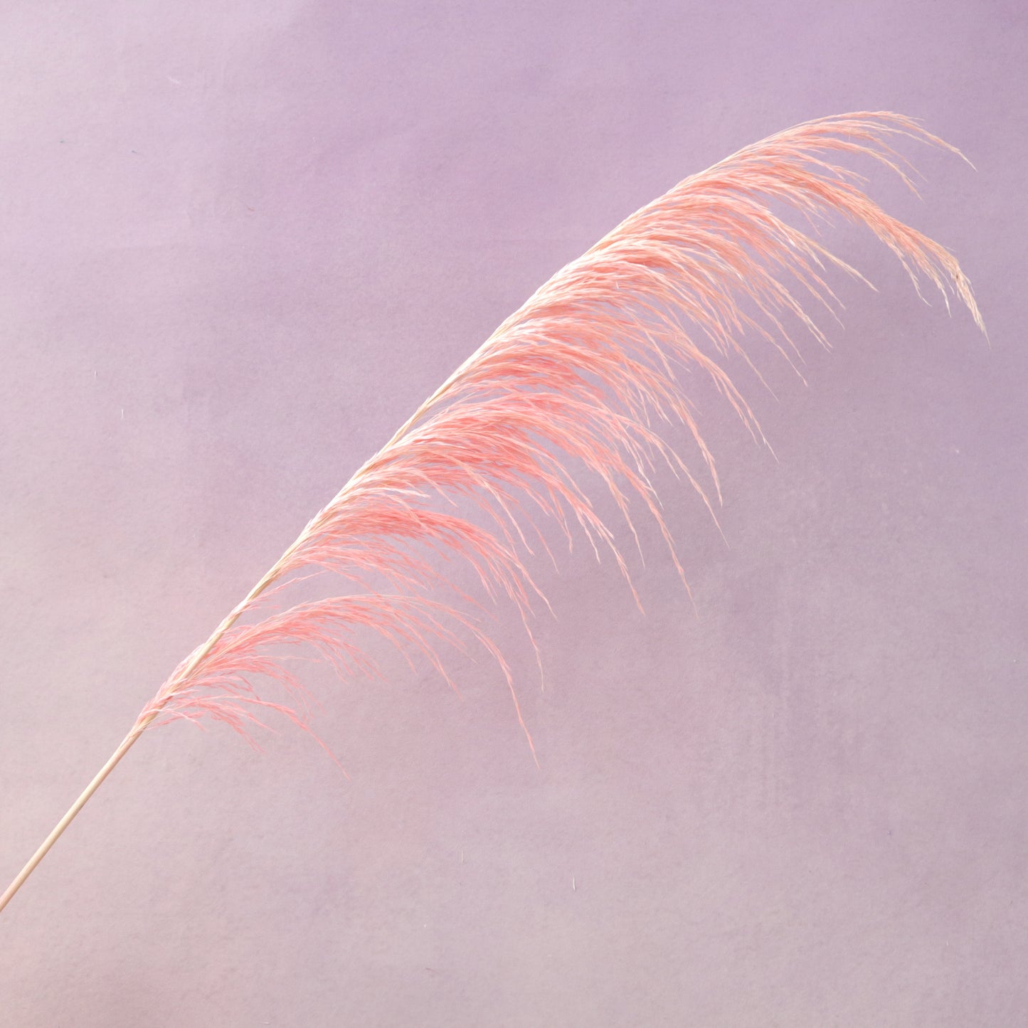 One Side Hanging Pampas Pink