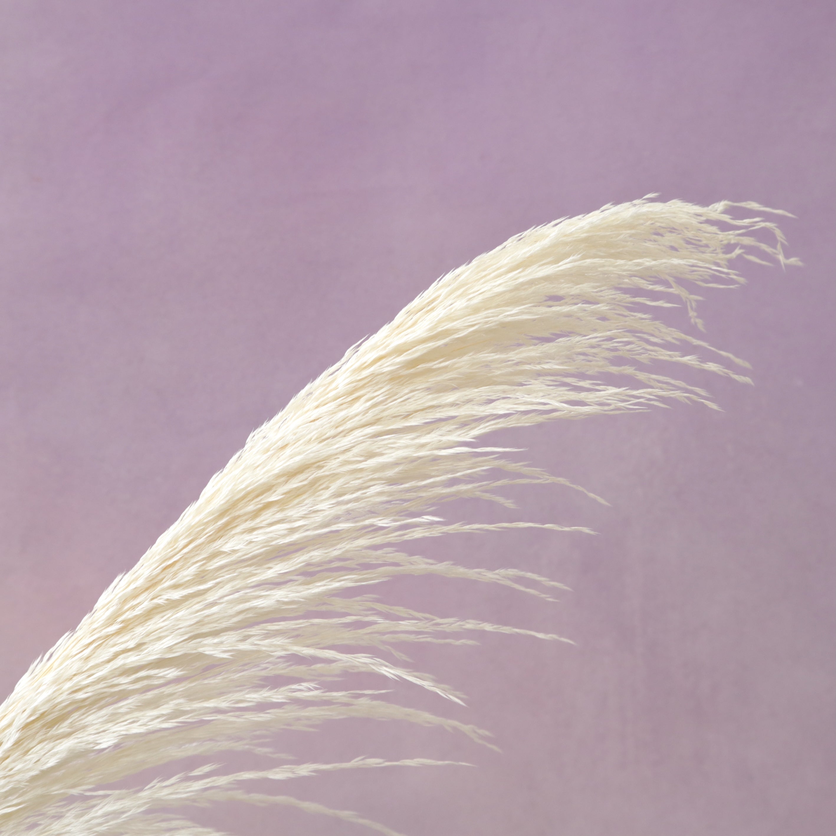 One Side Hanging Pampas Creamy White