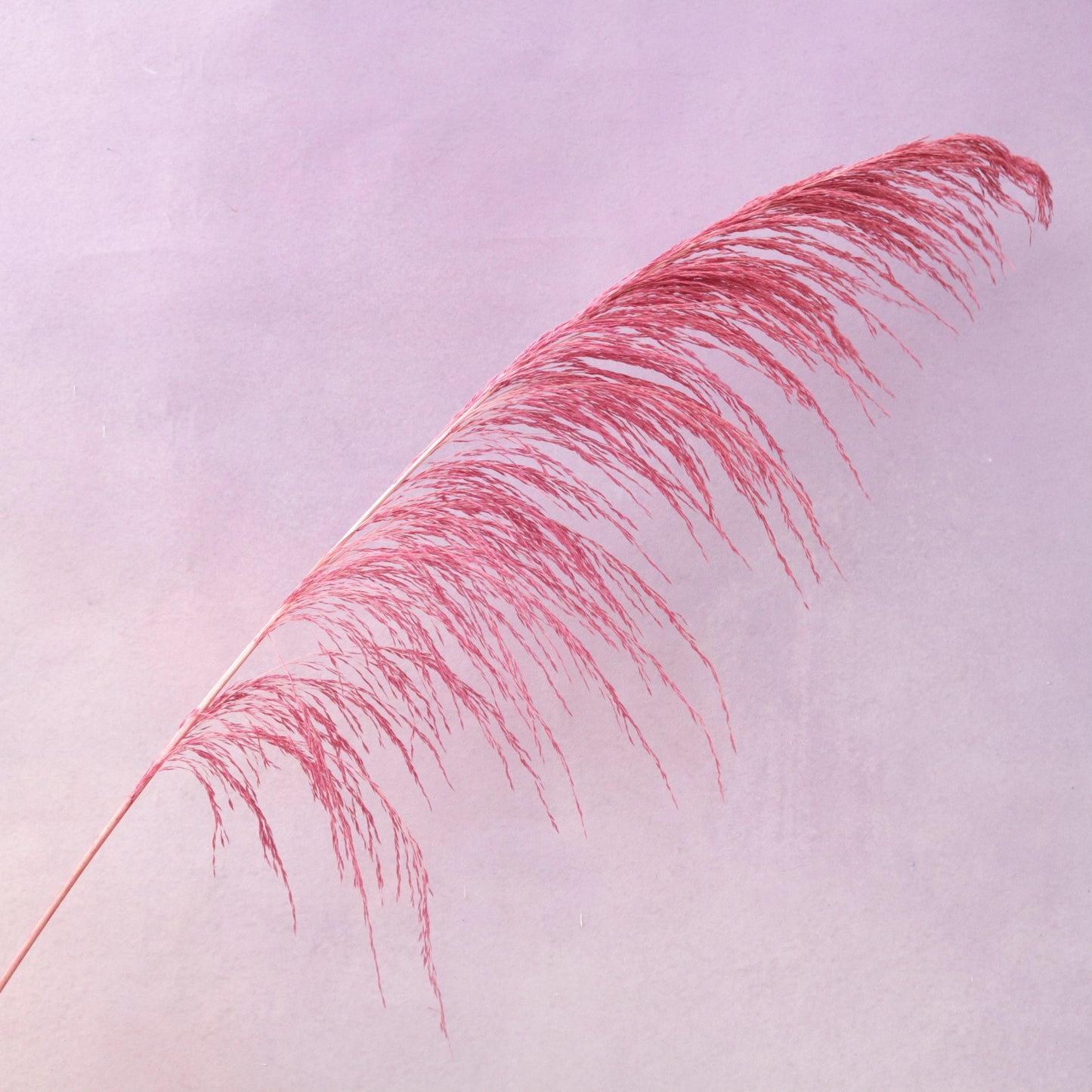 One Side Hanging Pampas Brink Pink