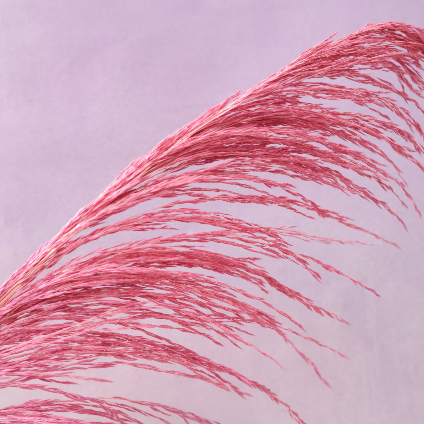 One Side Hanging Pampas Brink Pink