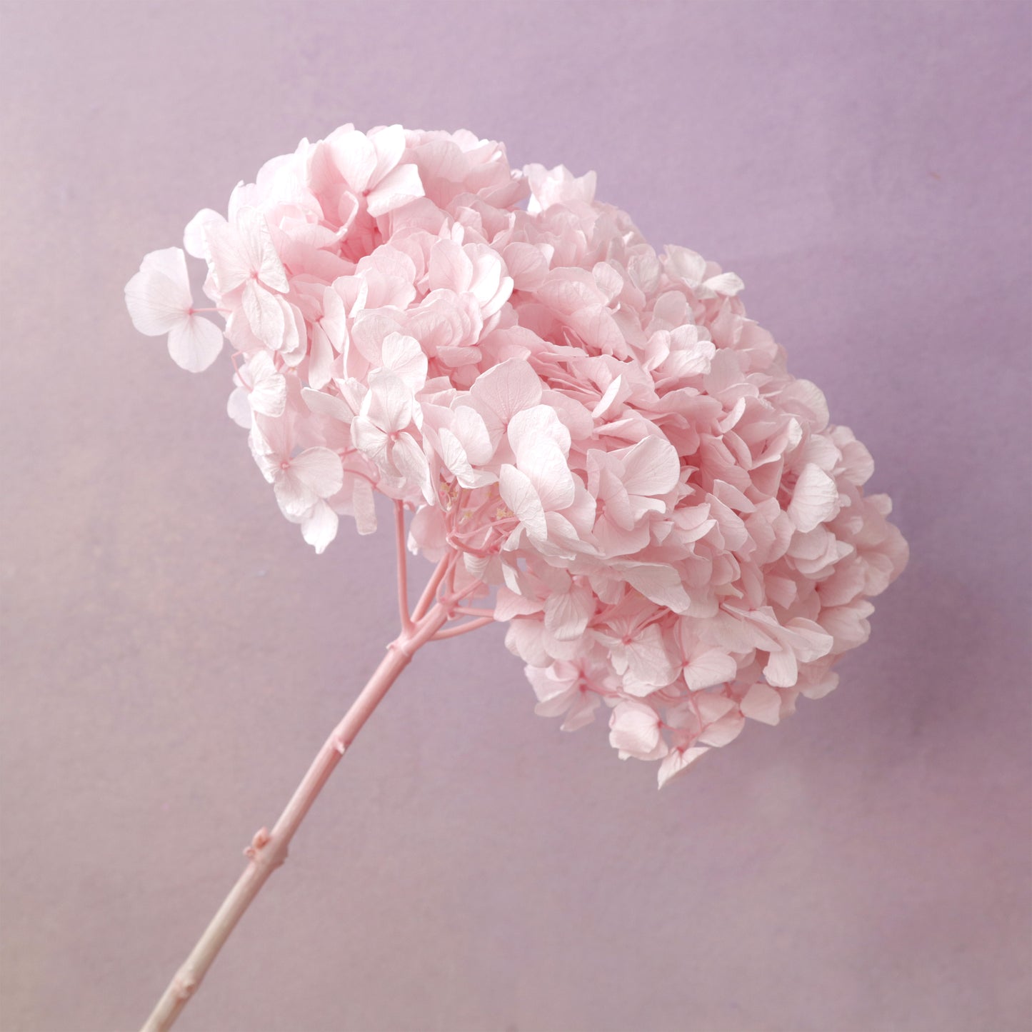Hydrangea Bigleaf Baby Pink