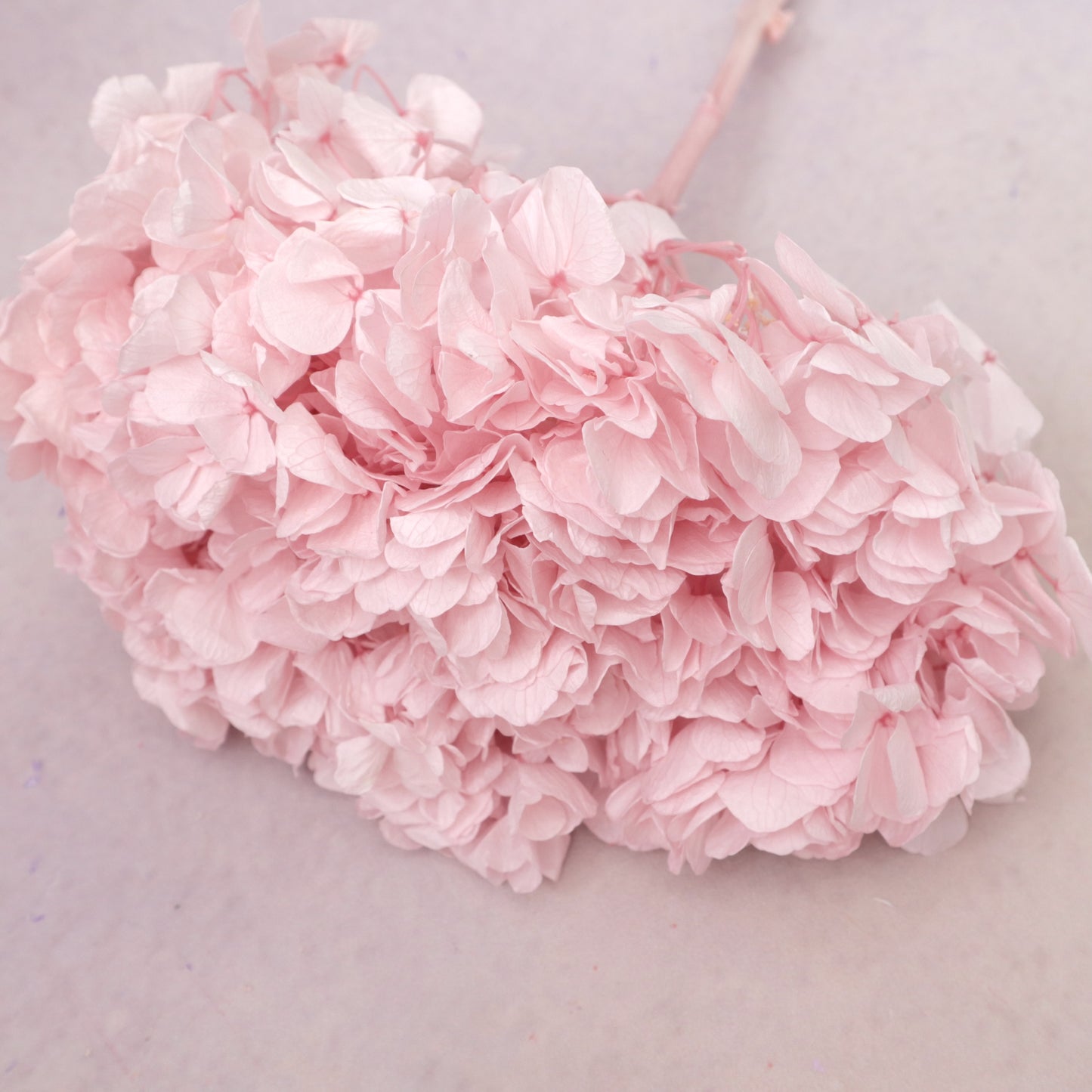 Hydrangea Bigleaf Baby Pink