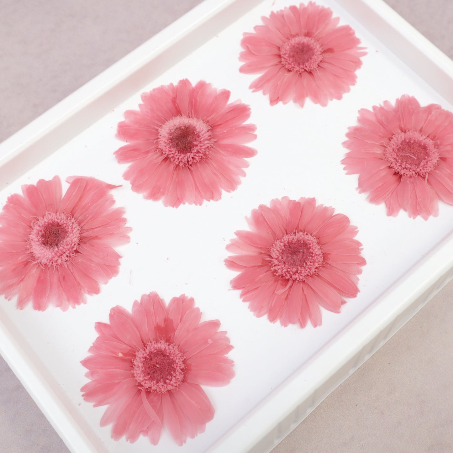 African Daisy Pink
