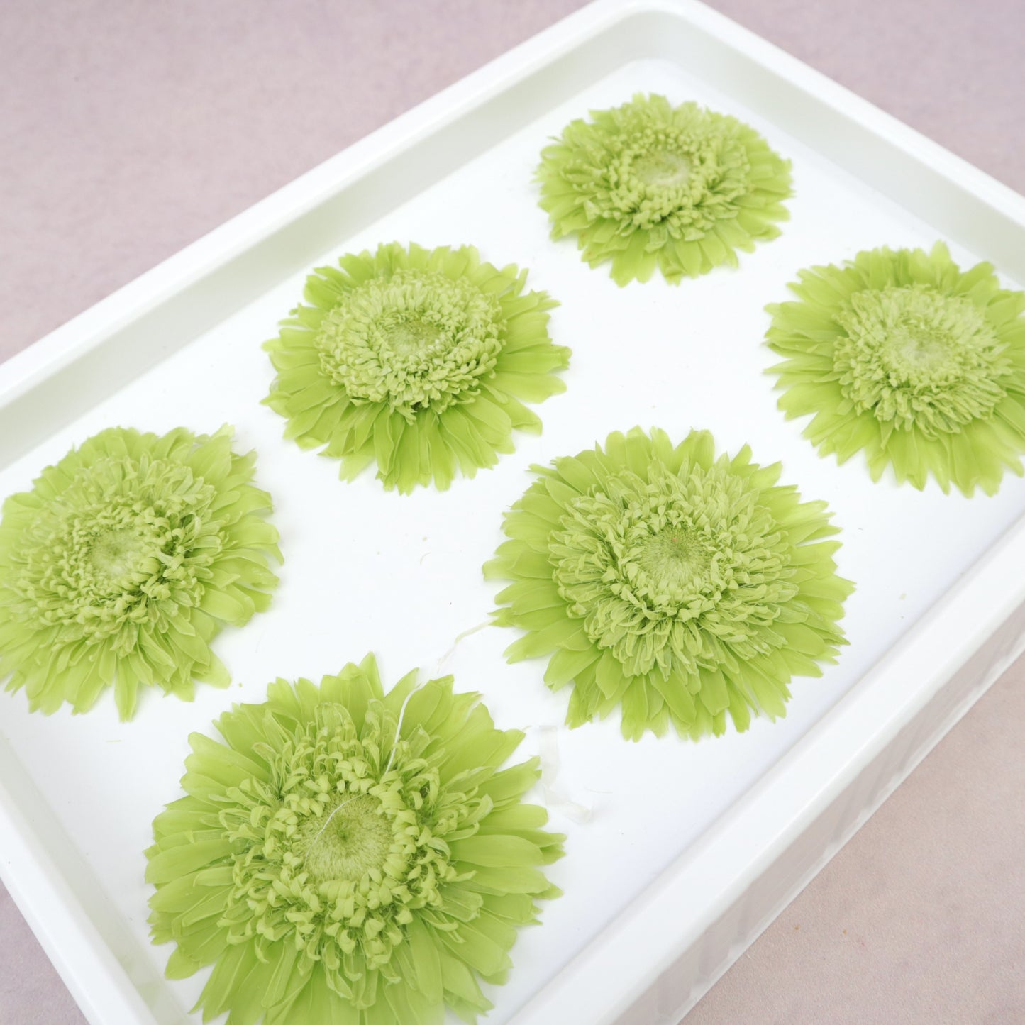 African Daisy Lime