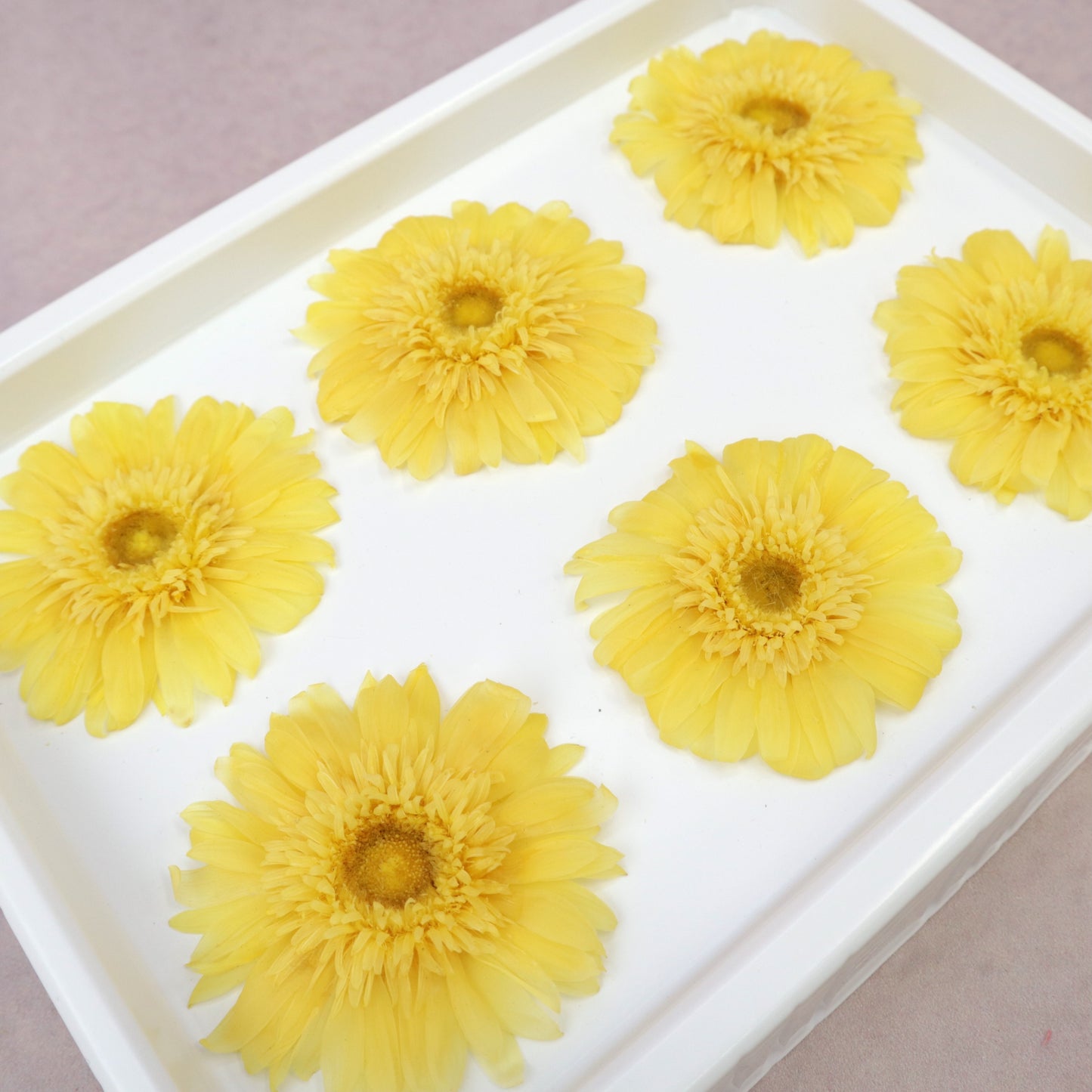 Gerbera Daisy Yellow