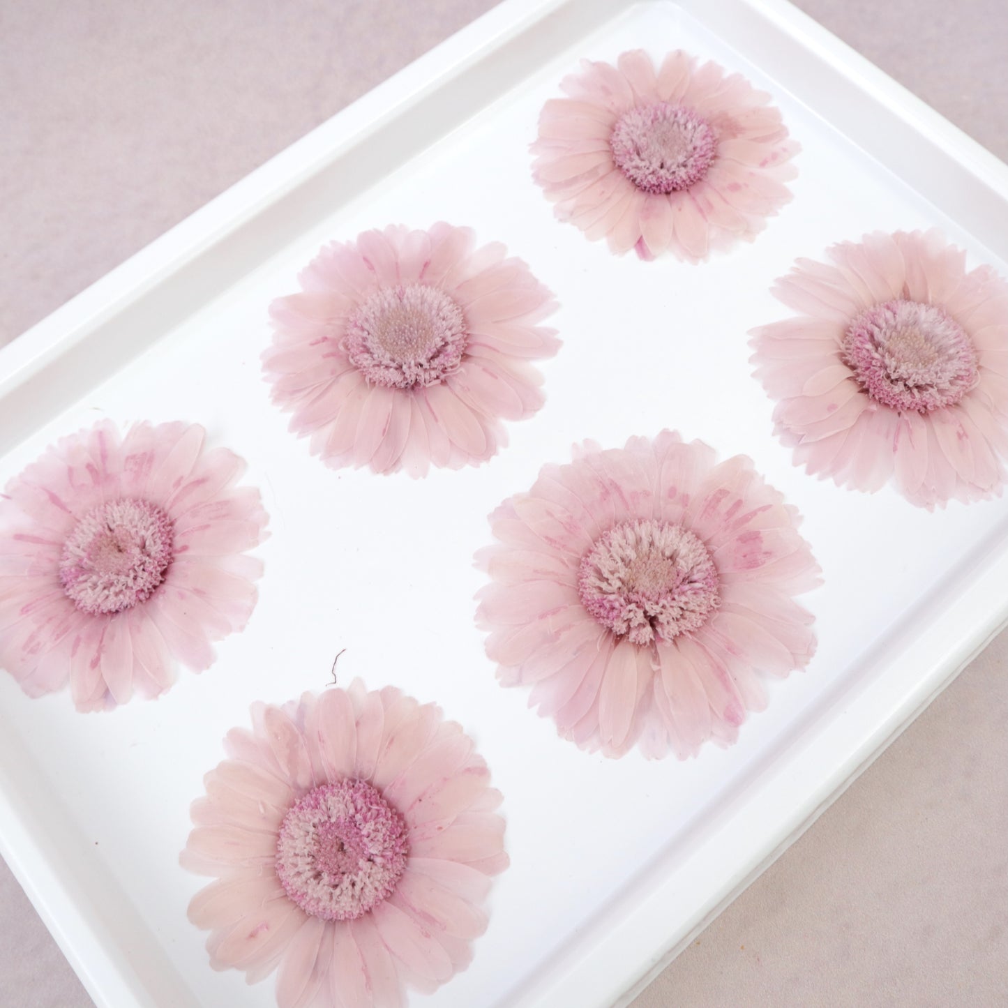 African Daisy Pastel Purple