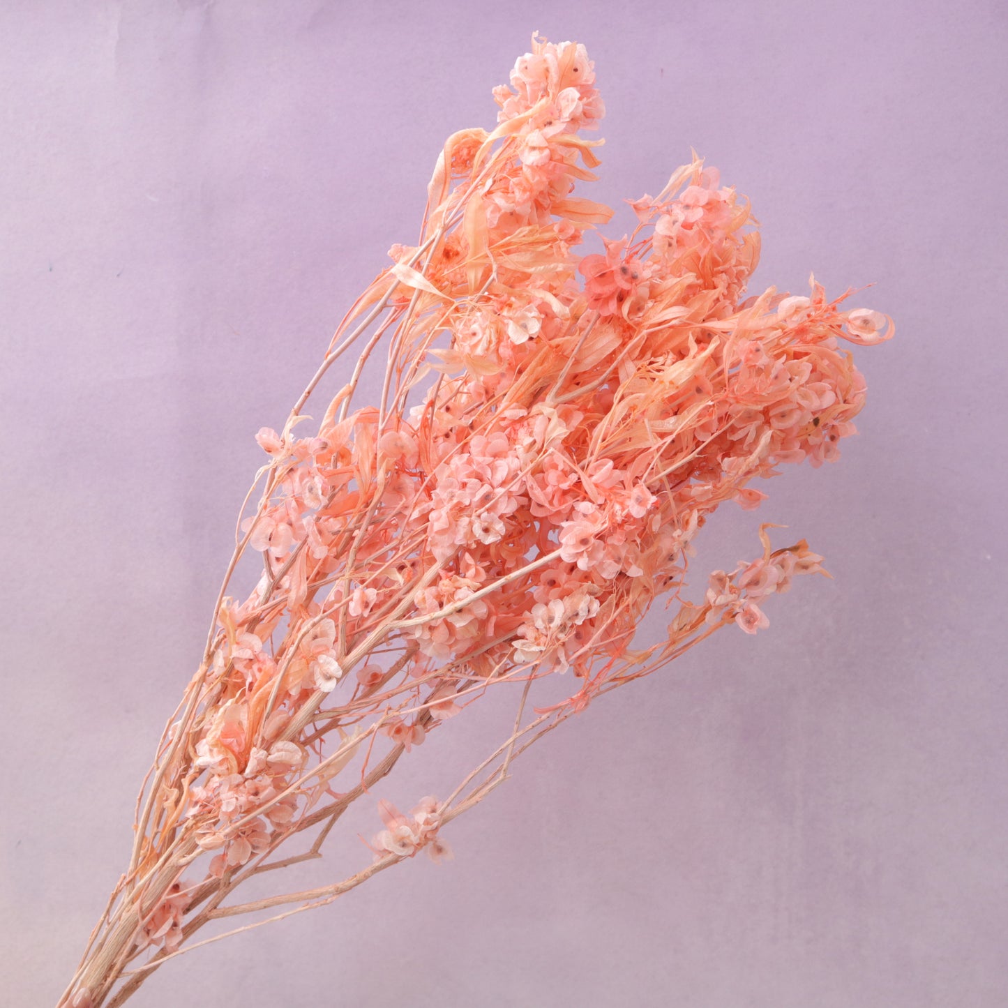 Dodonaea Pink