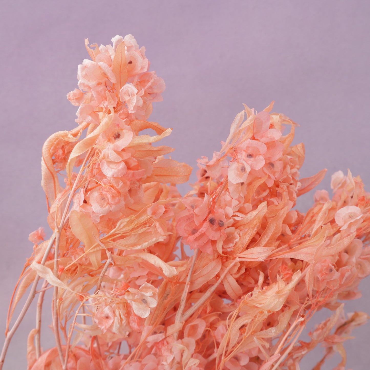 Dodonaea Pink