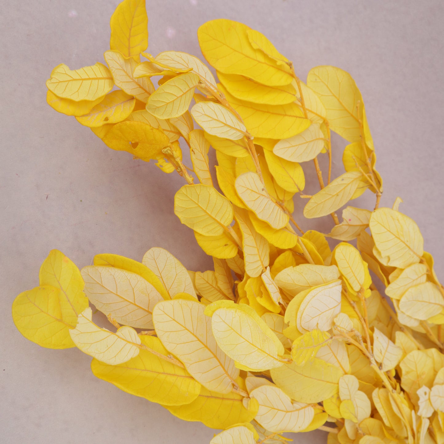 Beech Leaves Yellow