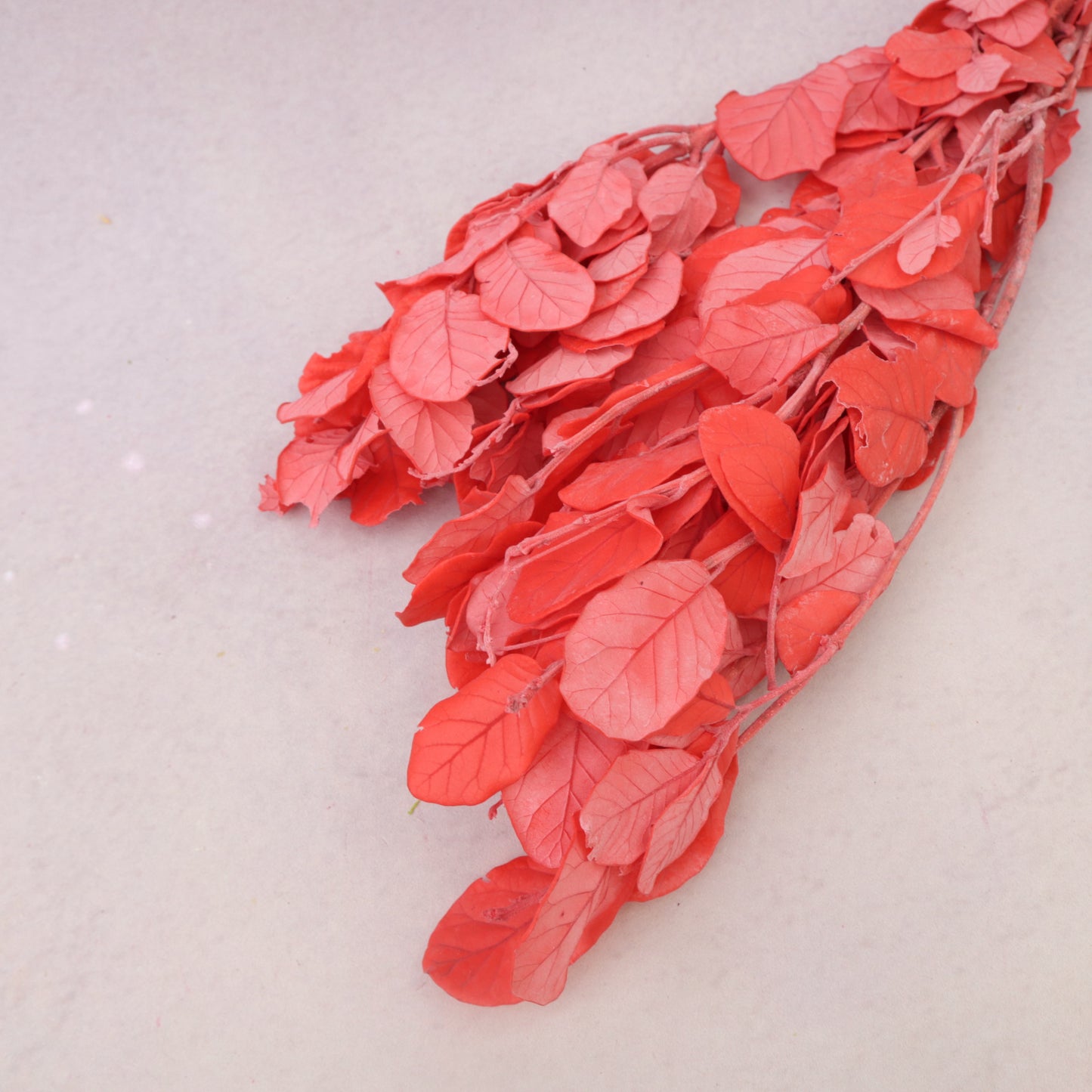 Beech Leaves Red